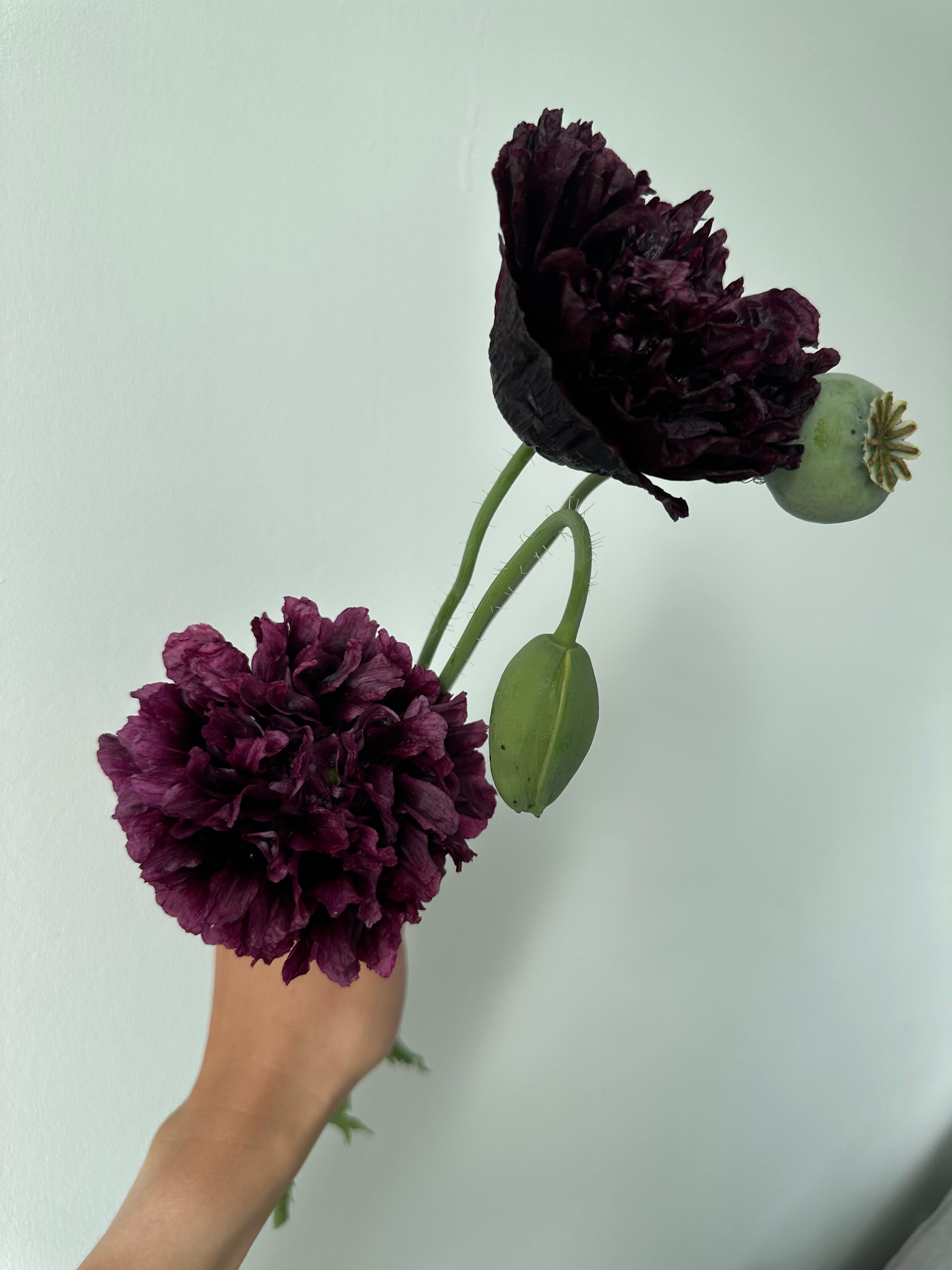 Papaver somniferum Black Peony