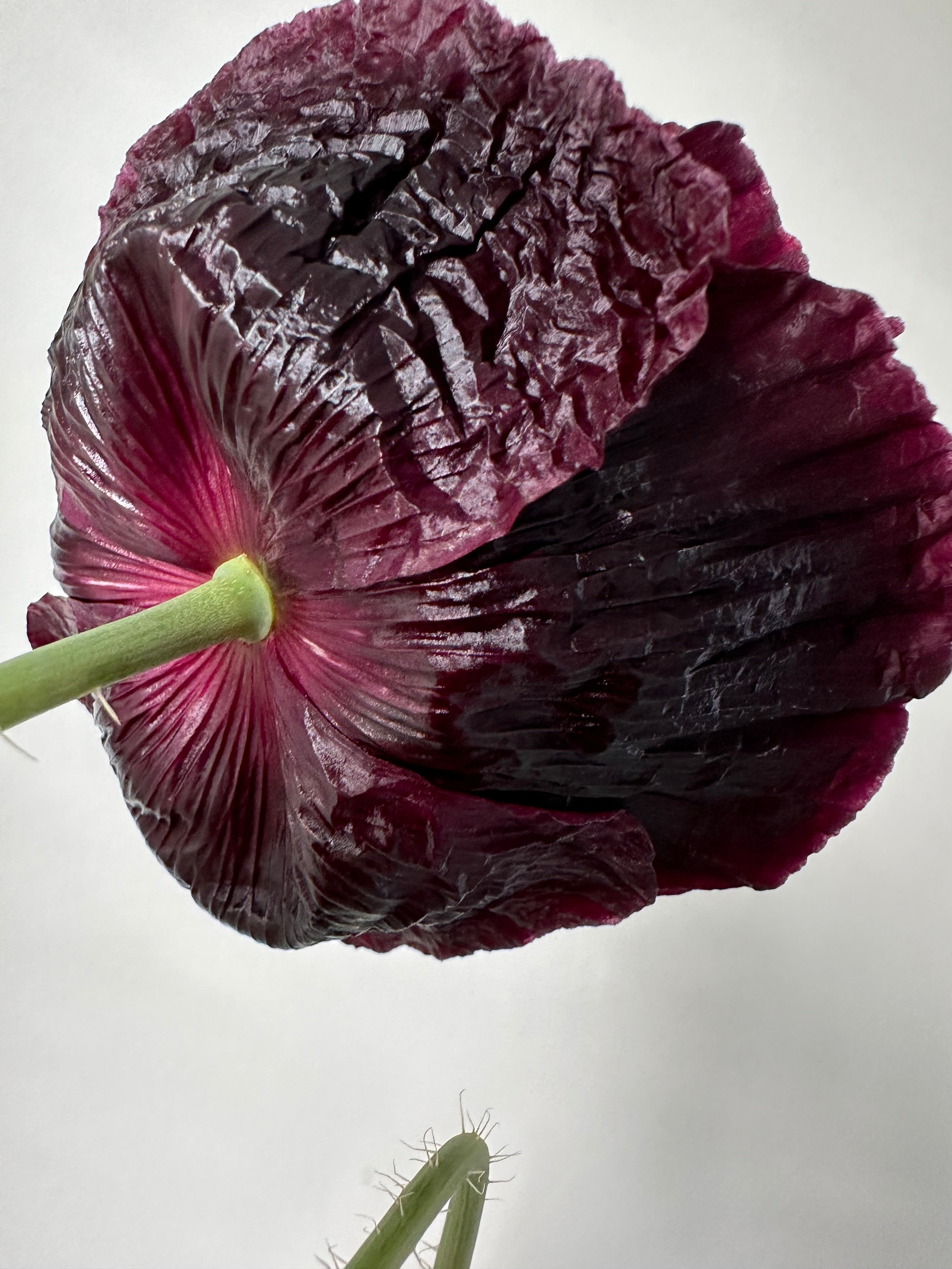Papaver somniferum Black Peony