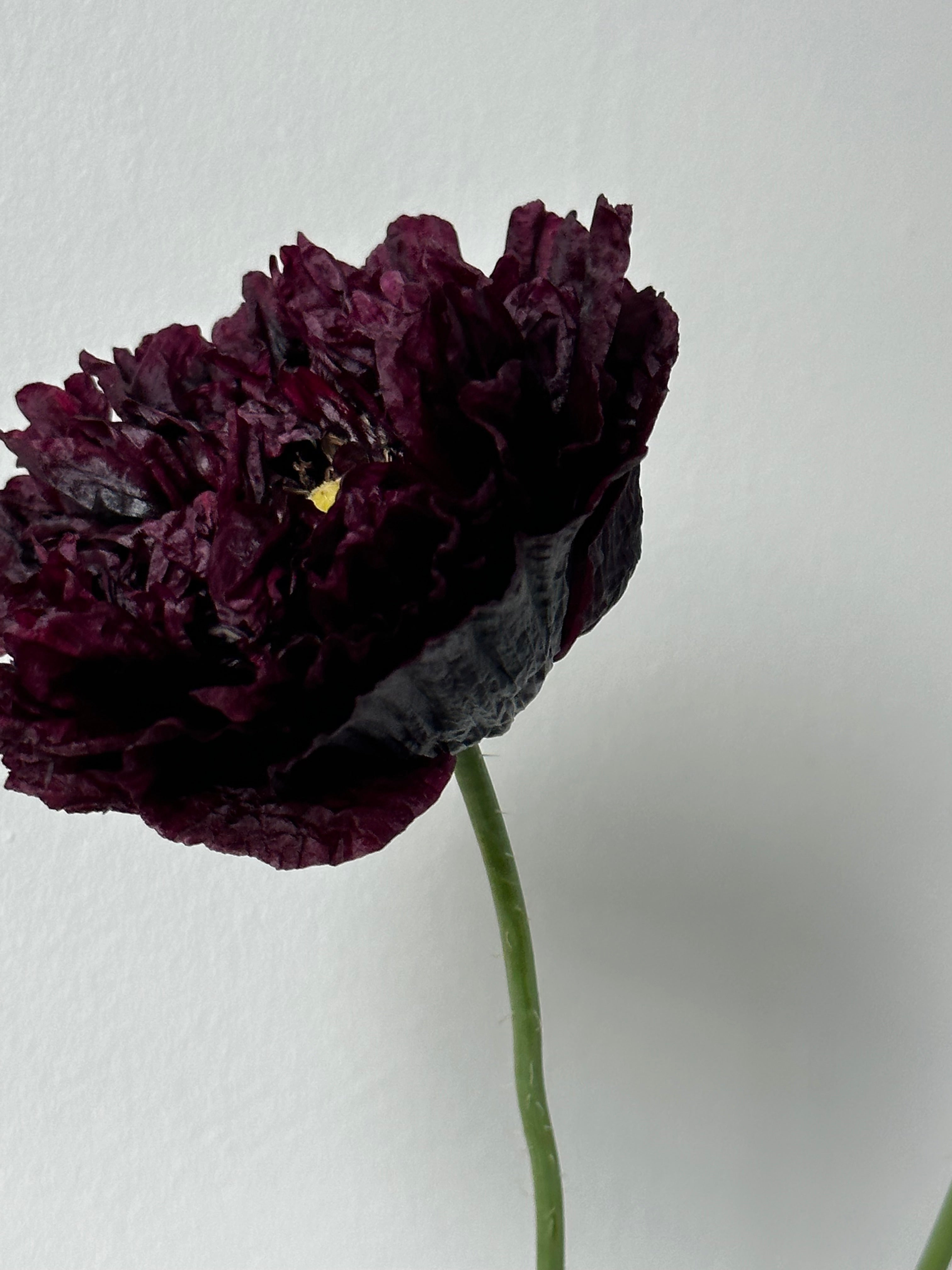 Papaver somniferum Black Peony