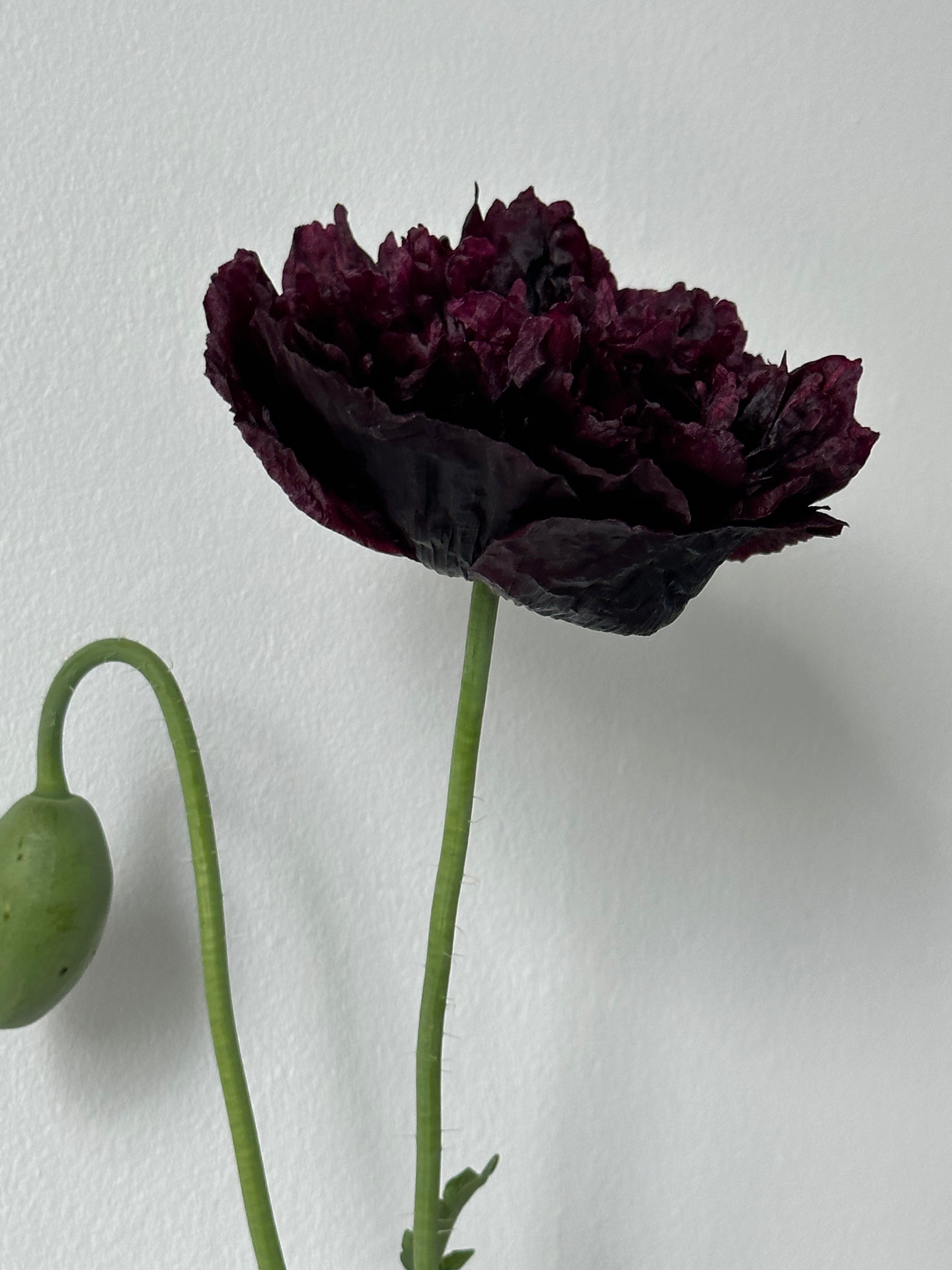 Papaver somniferum Black Peony