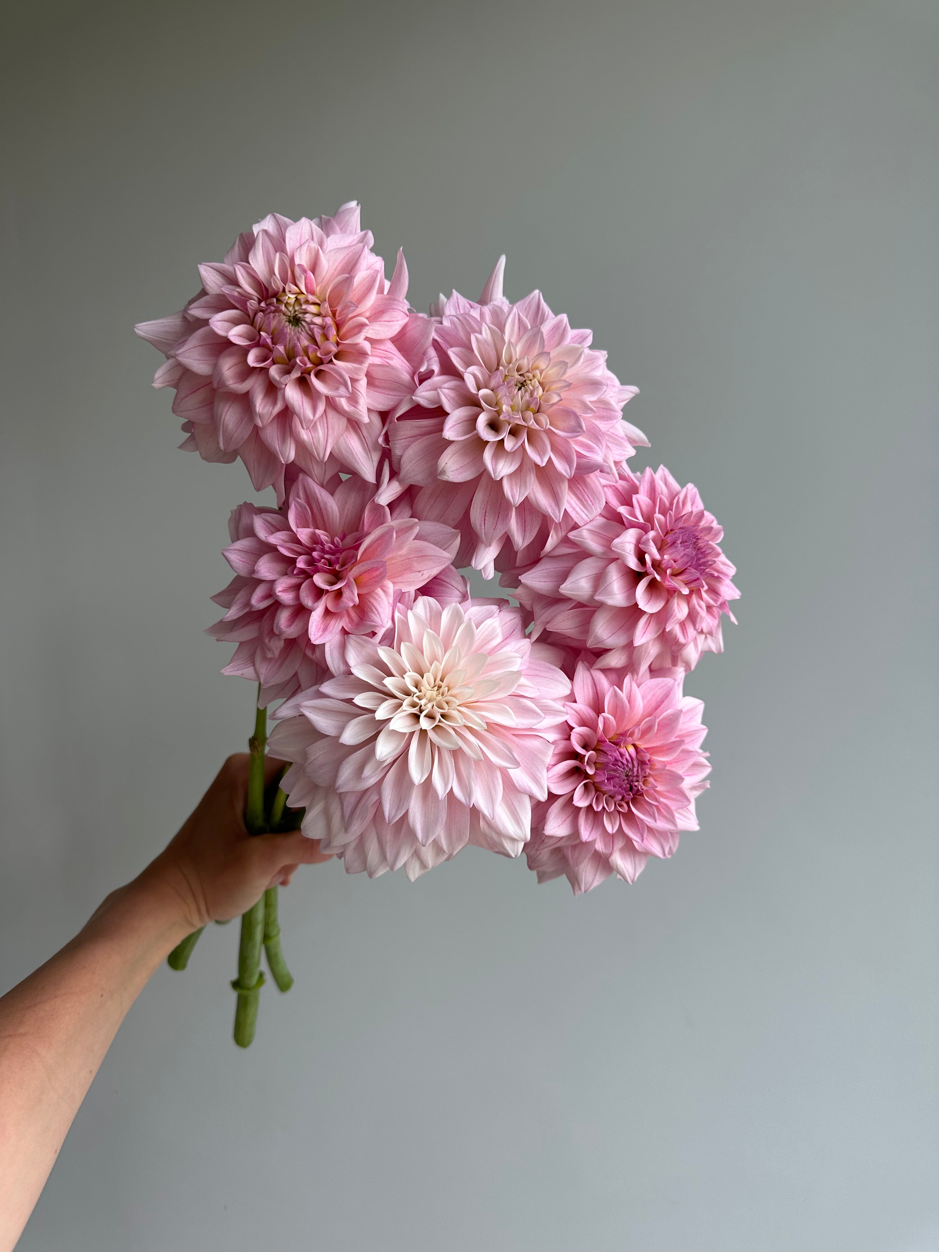 Dahlia KA's Mocha Jake