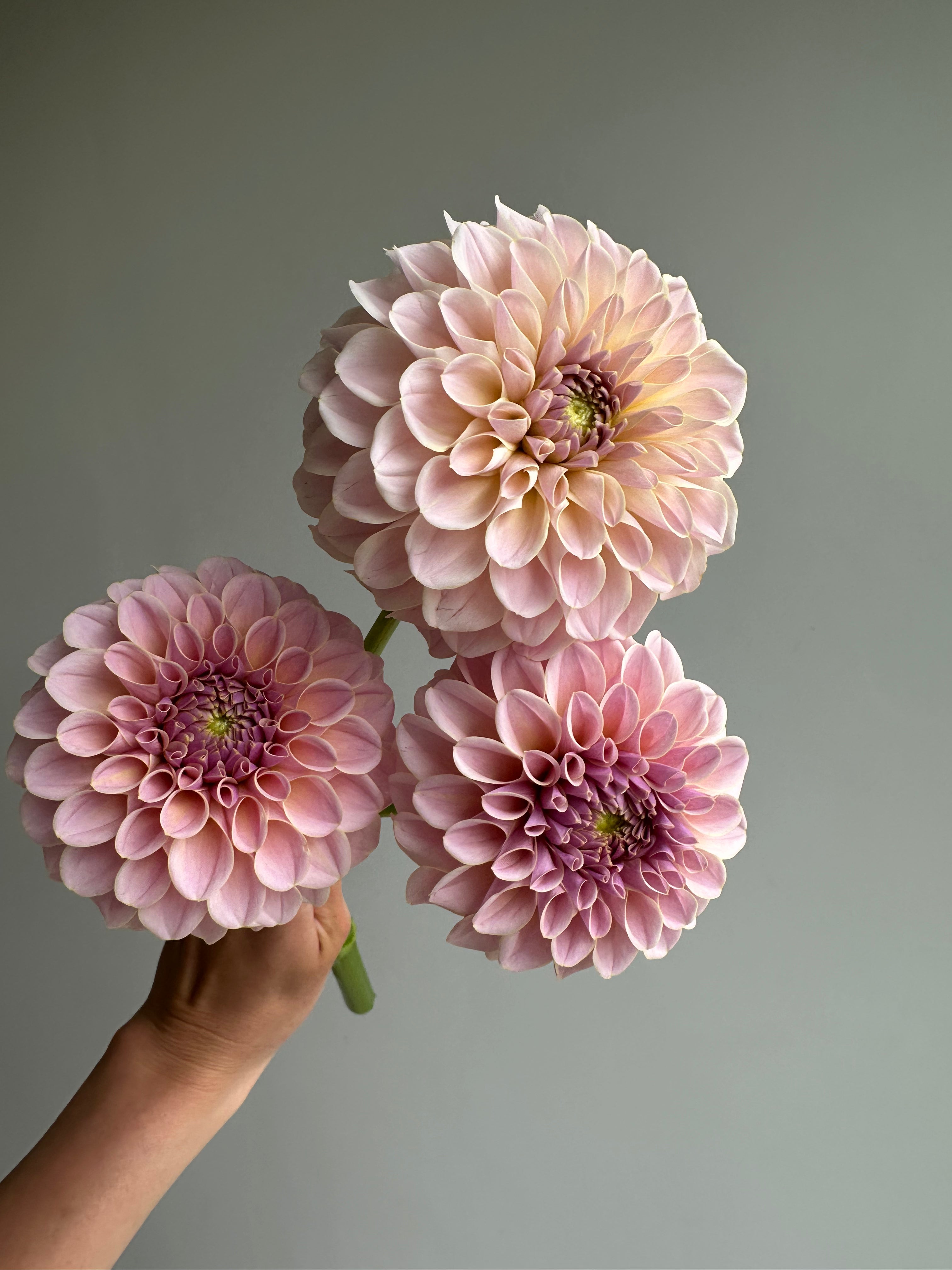 Dahlia KA's Cinder Rose