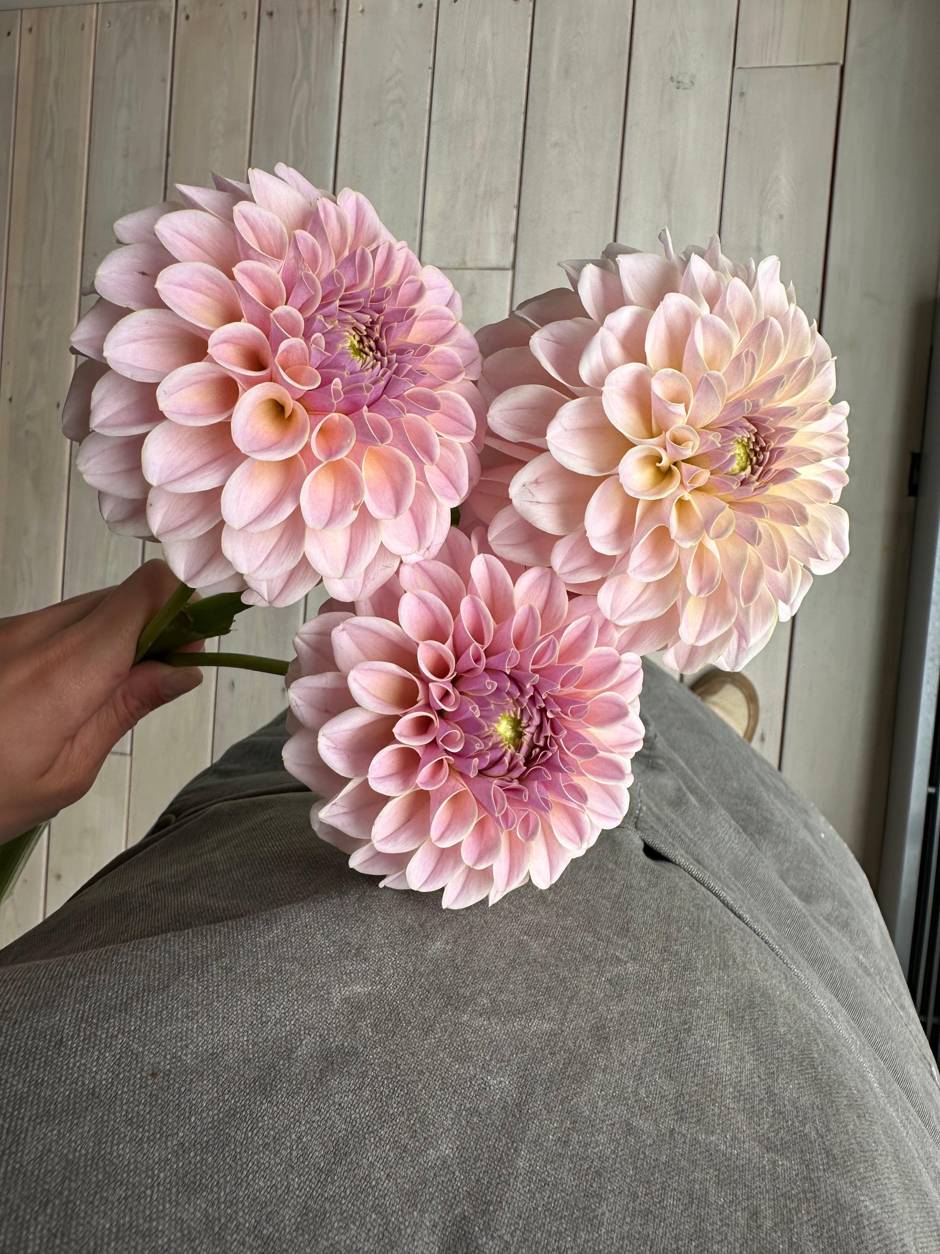 Dahlia KA's Cinder Rose