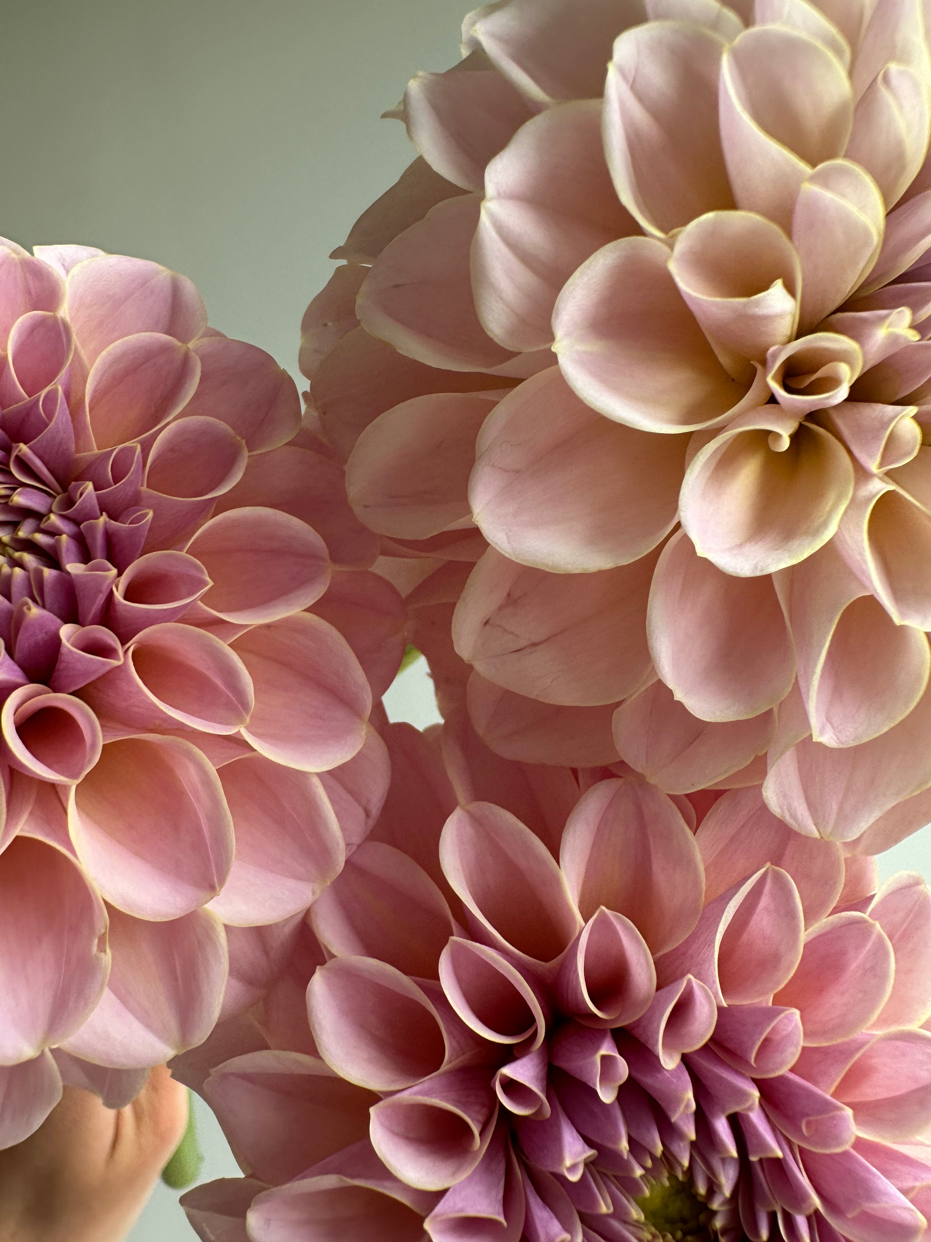 Dahlia KA's Cinder Rose