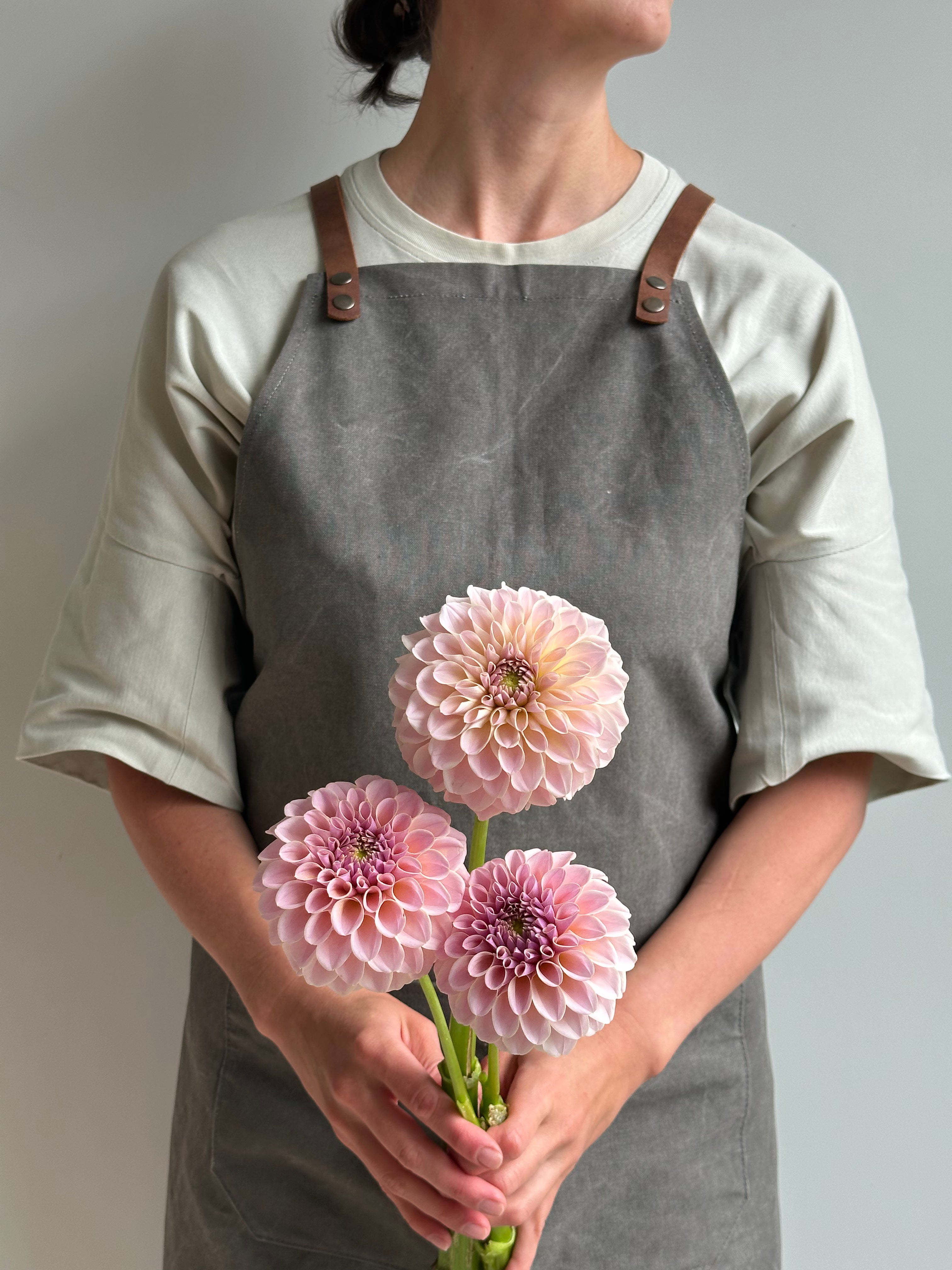 Dahlia KA's Cinder Rose