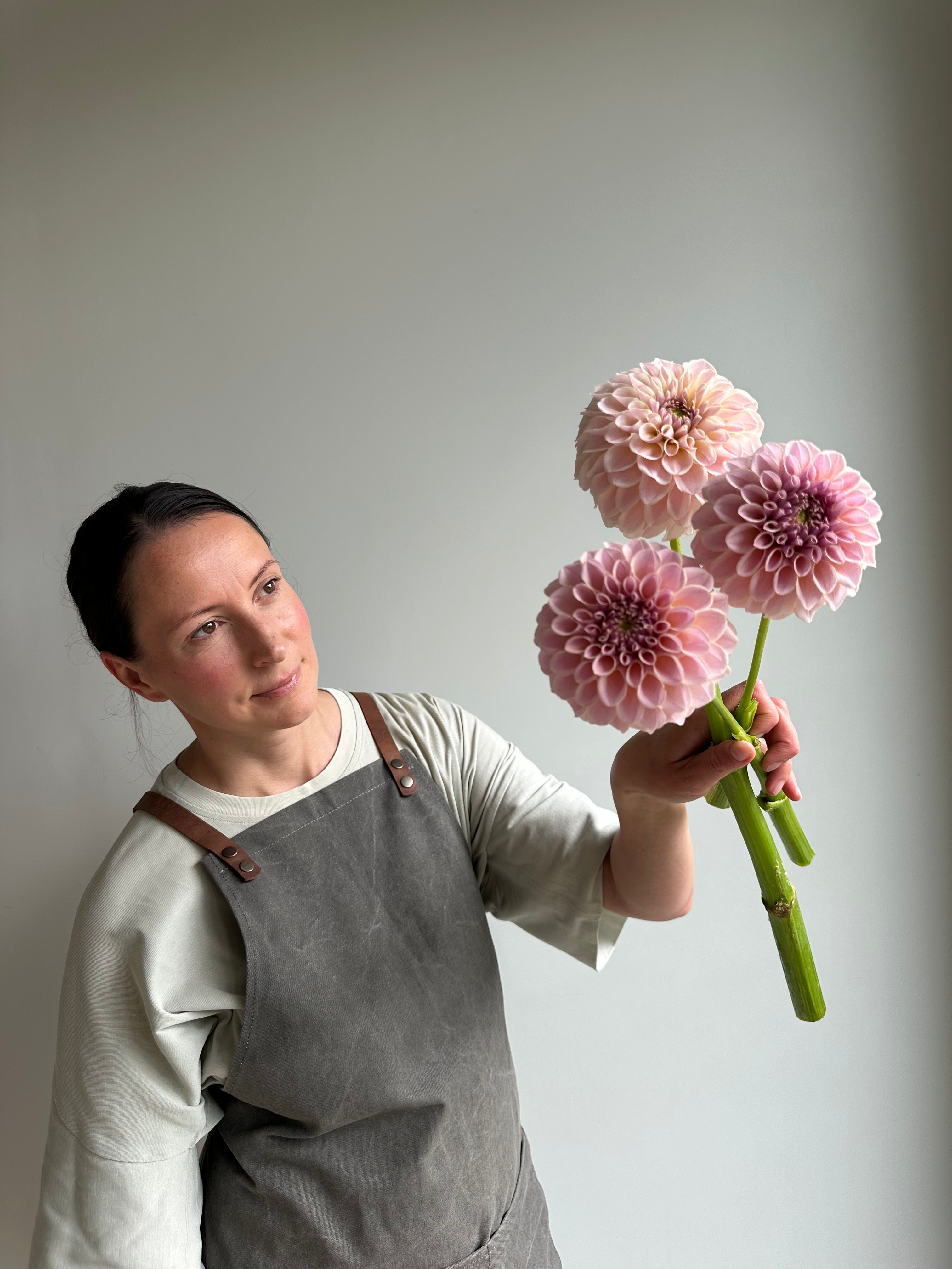 Dahlia KA's Cinder Rose