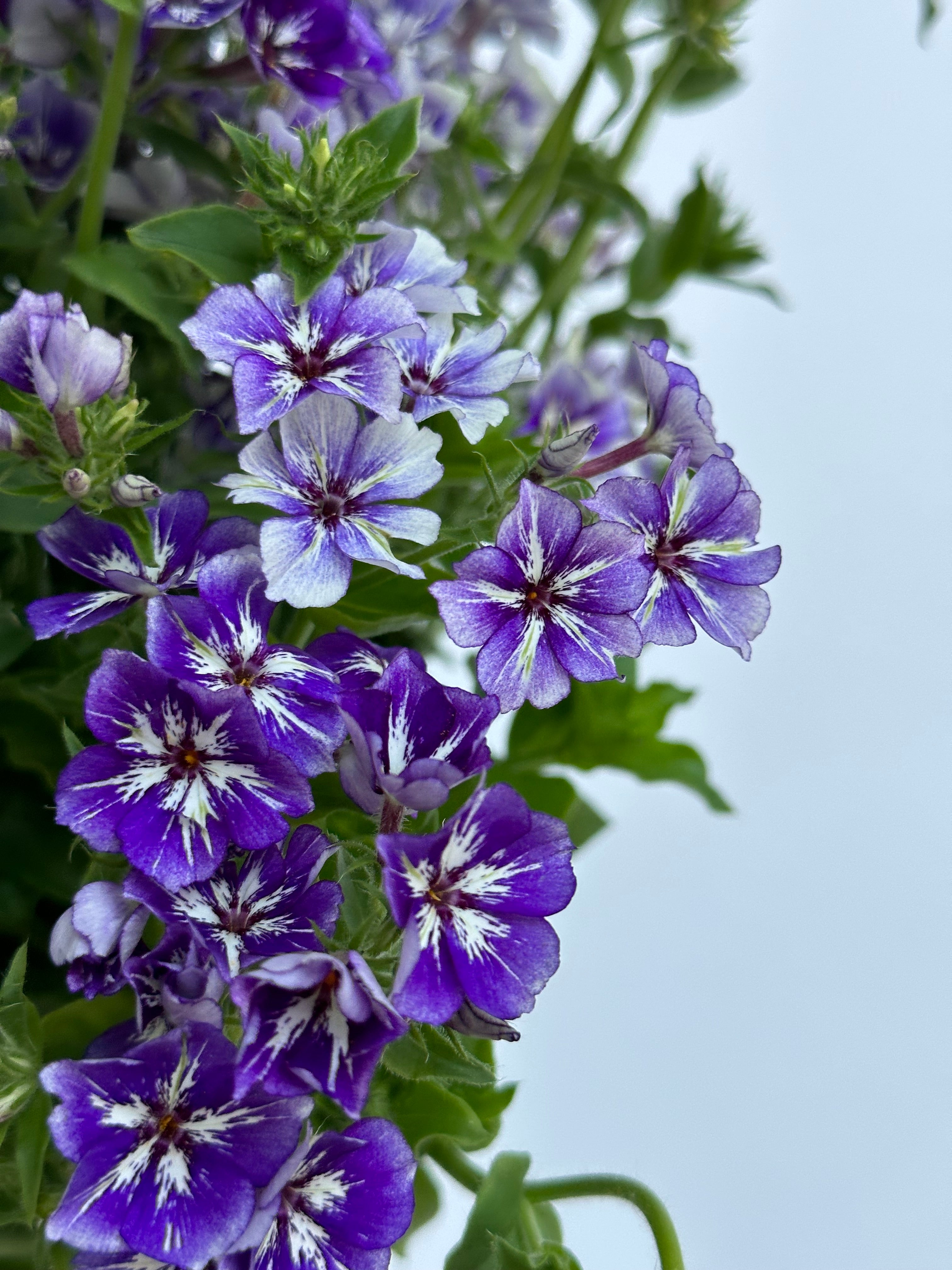 Phlox Sugar Stars