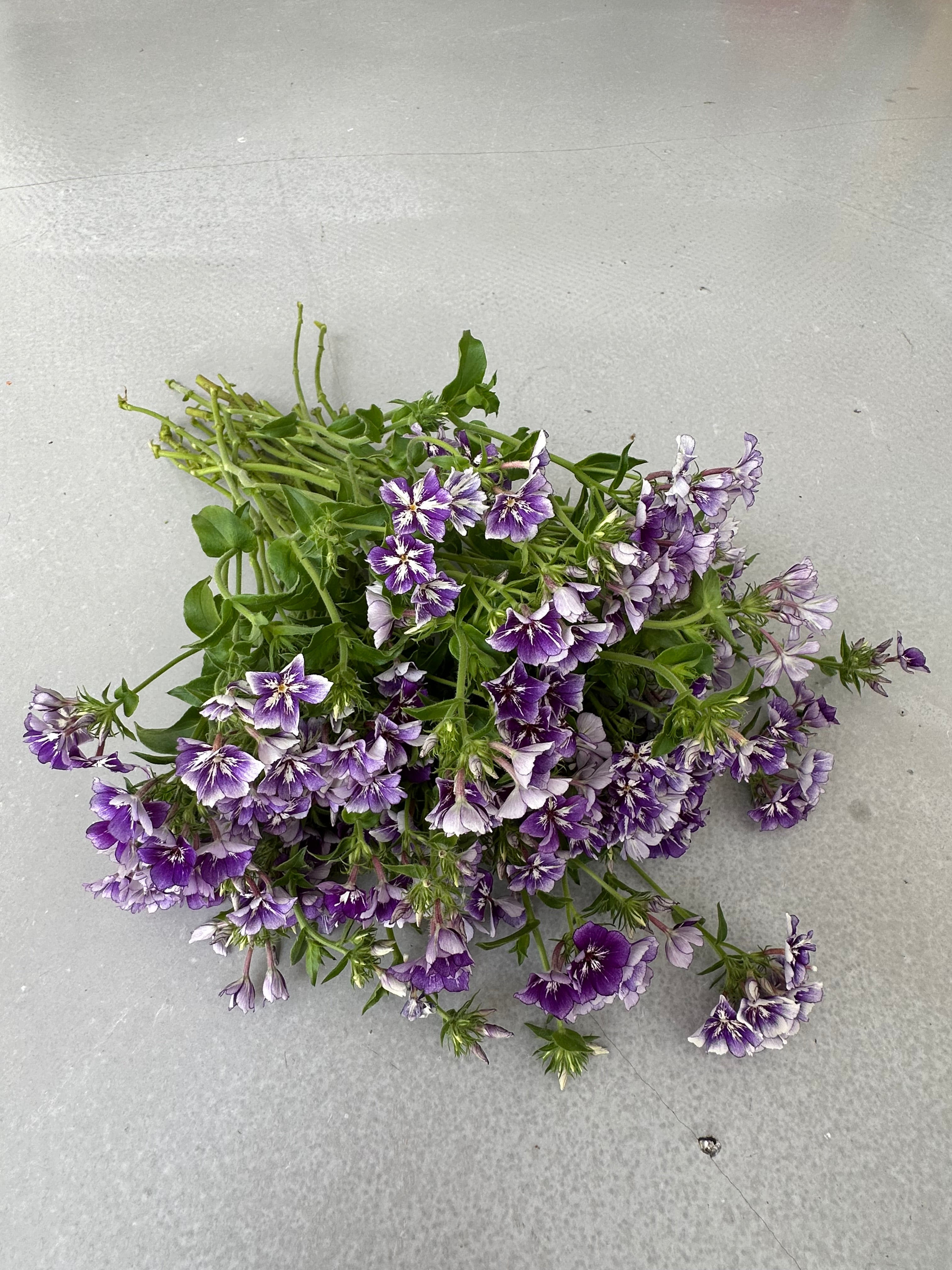 Phlox Sugar Stars