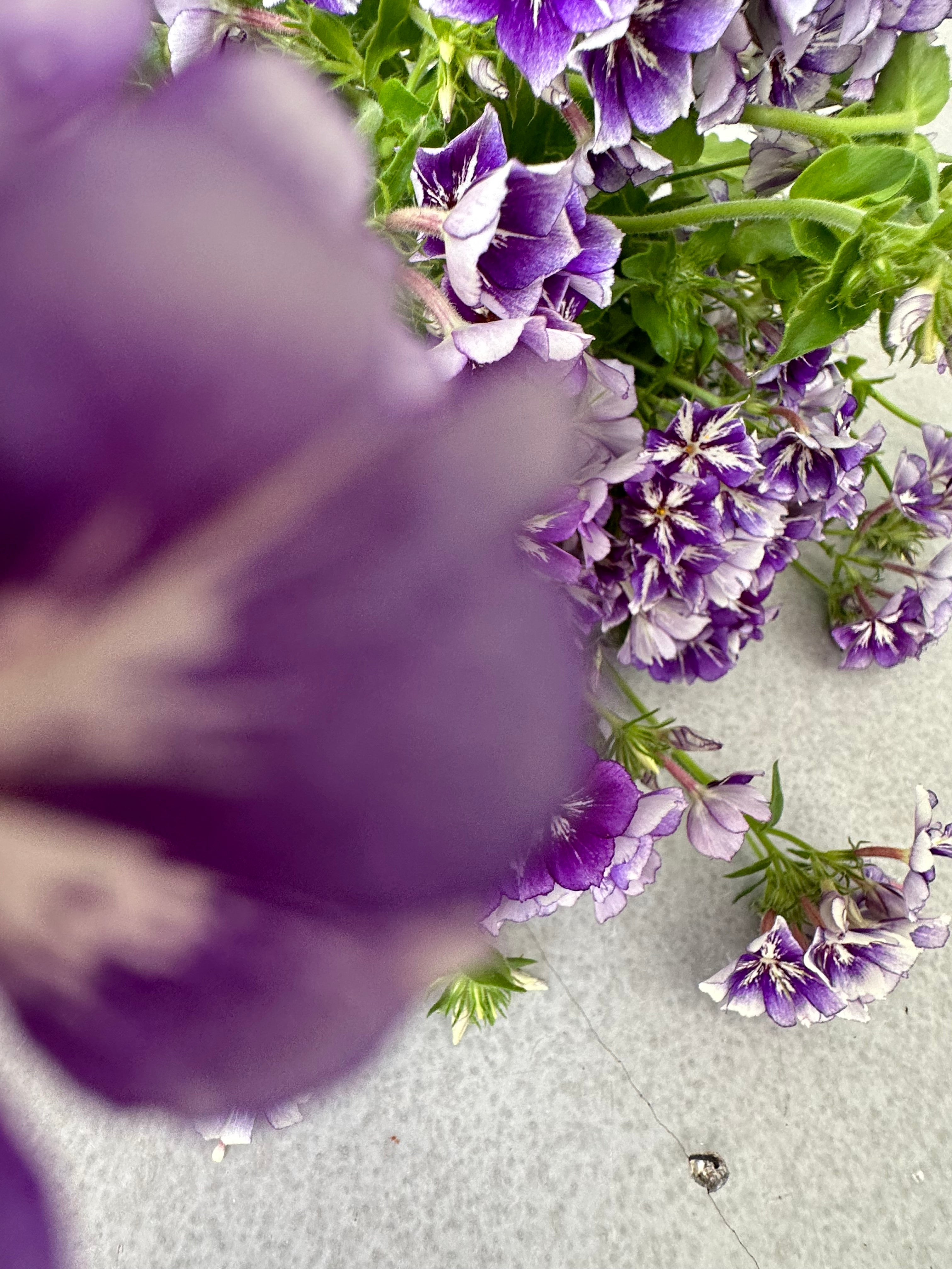 Phlox Sugar Stars