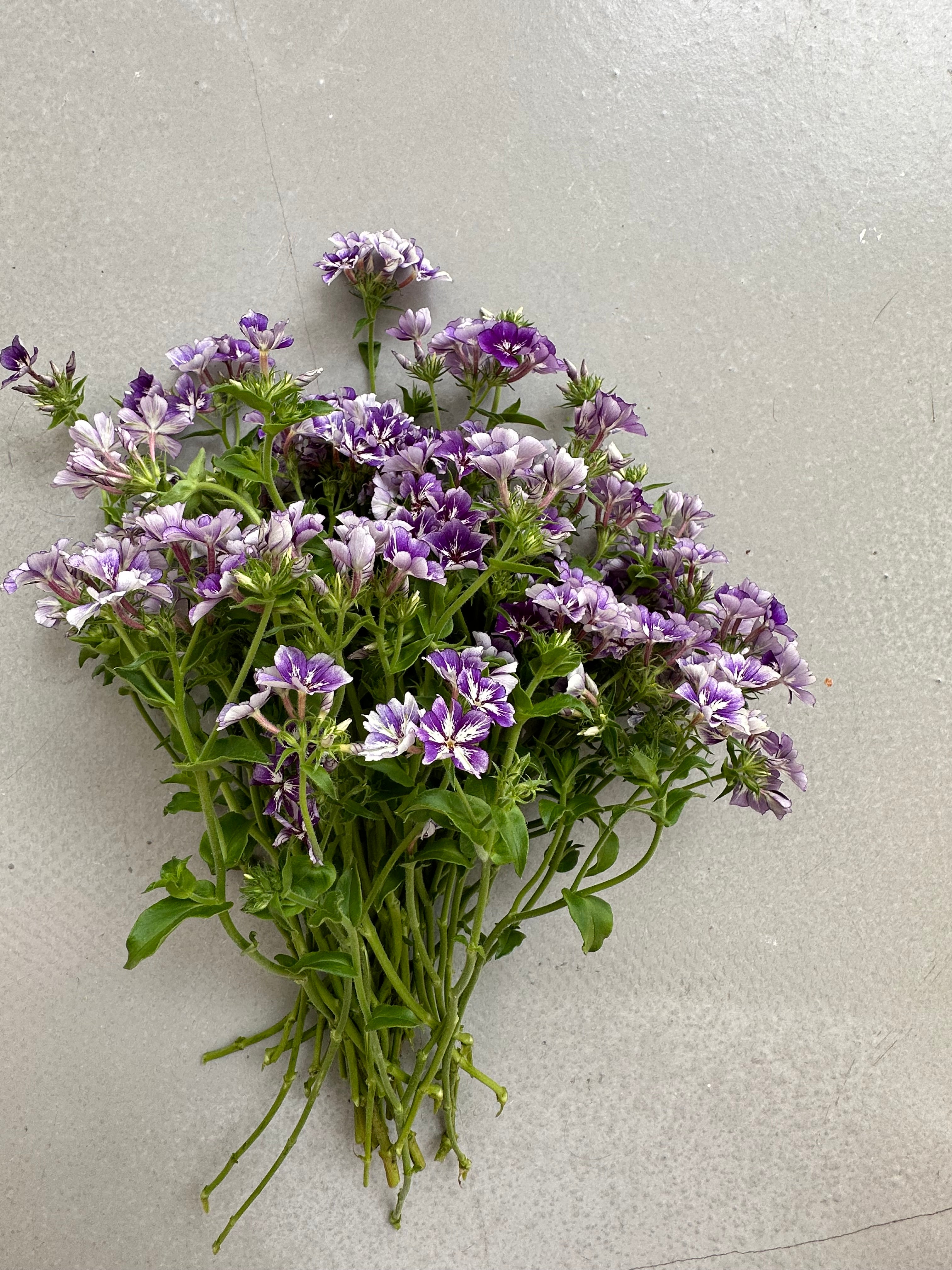 Phlox Sugar Stars