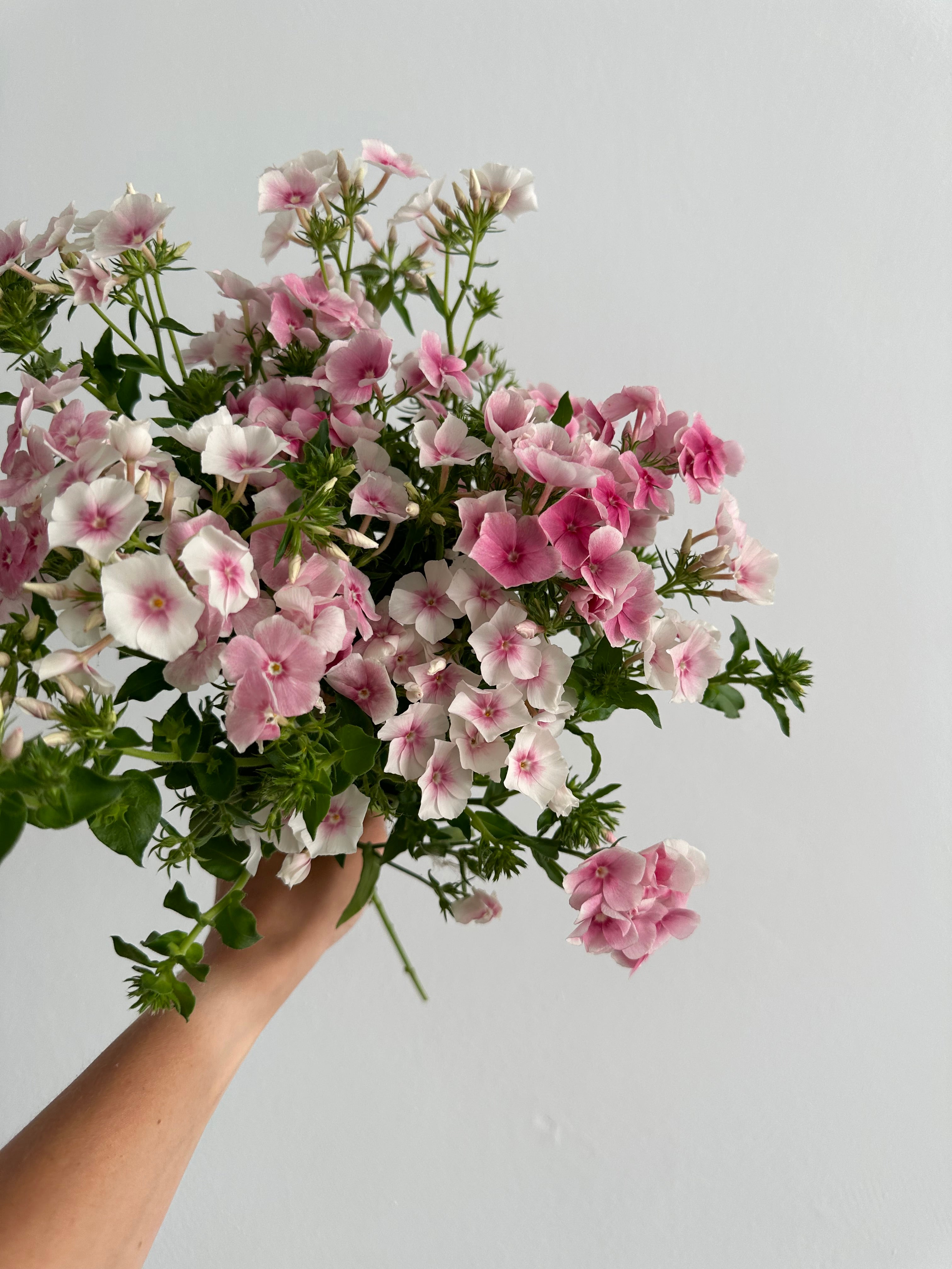 Phlox Blushing Bride