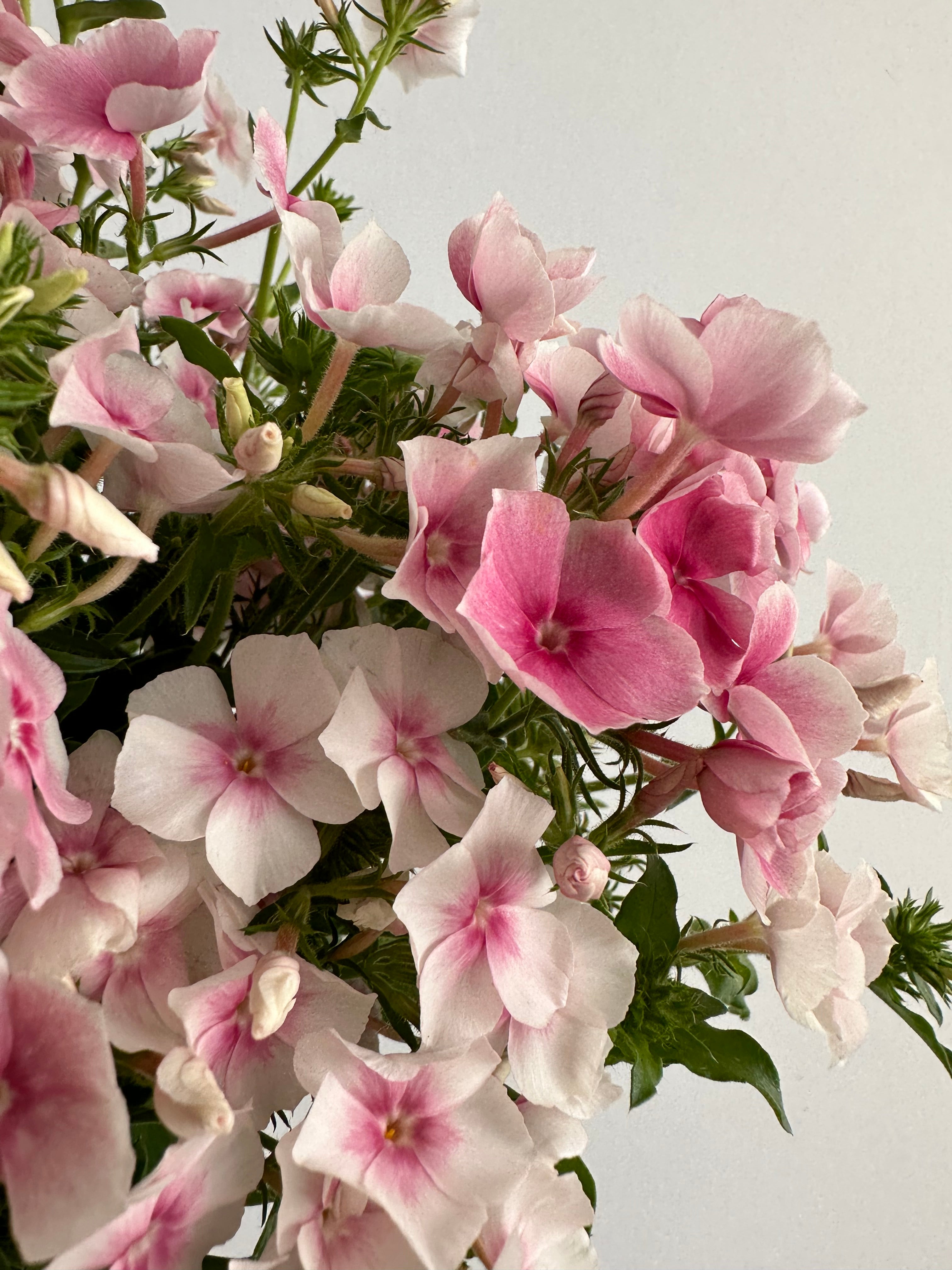 Phlox Blushing Bride