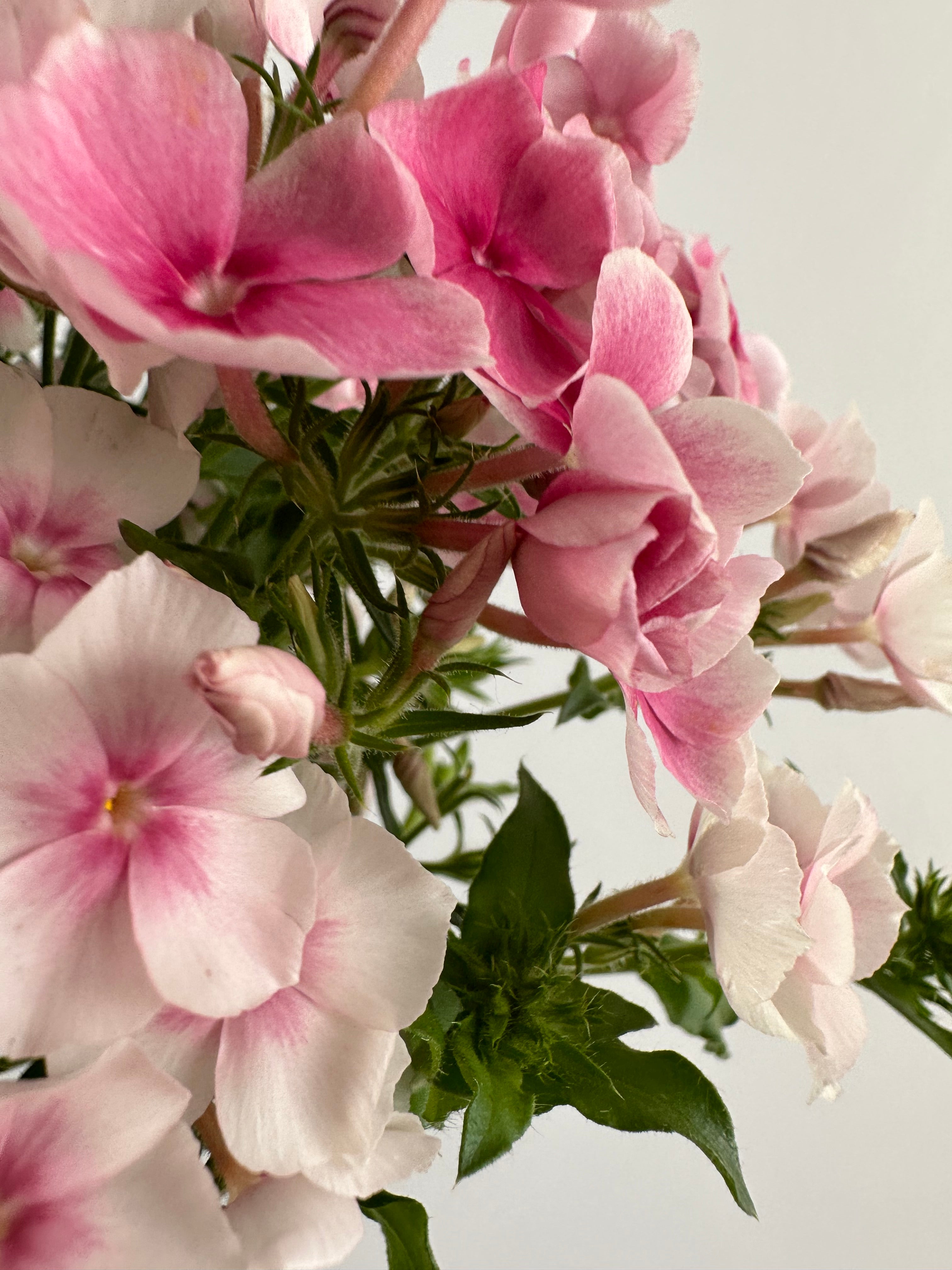 Phlox Blushing Bride