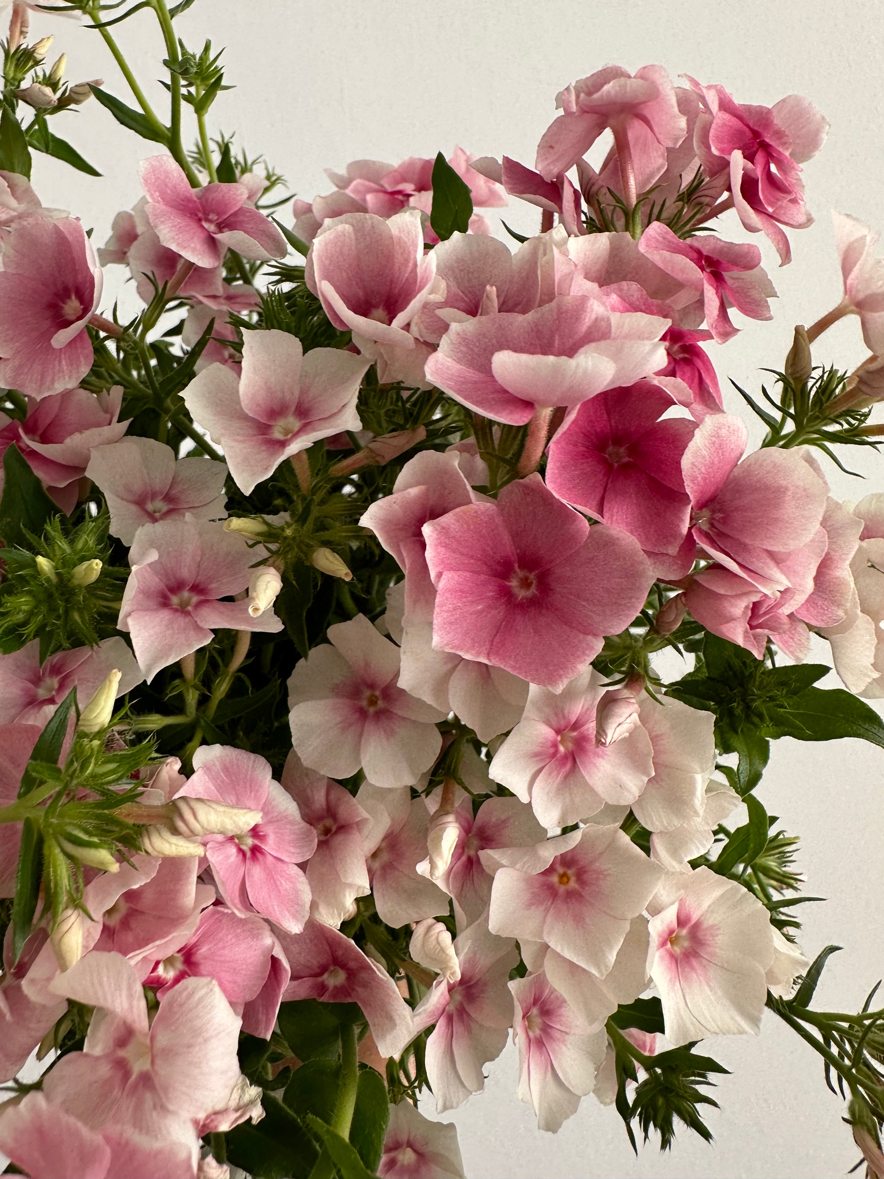 Phlox Blushing Bride