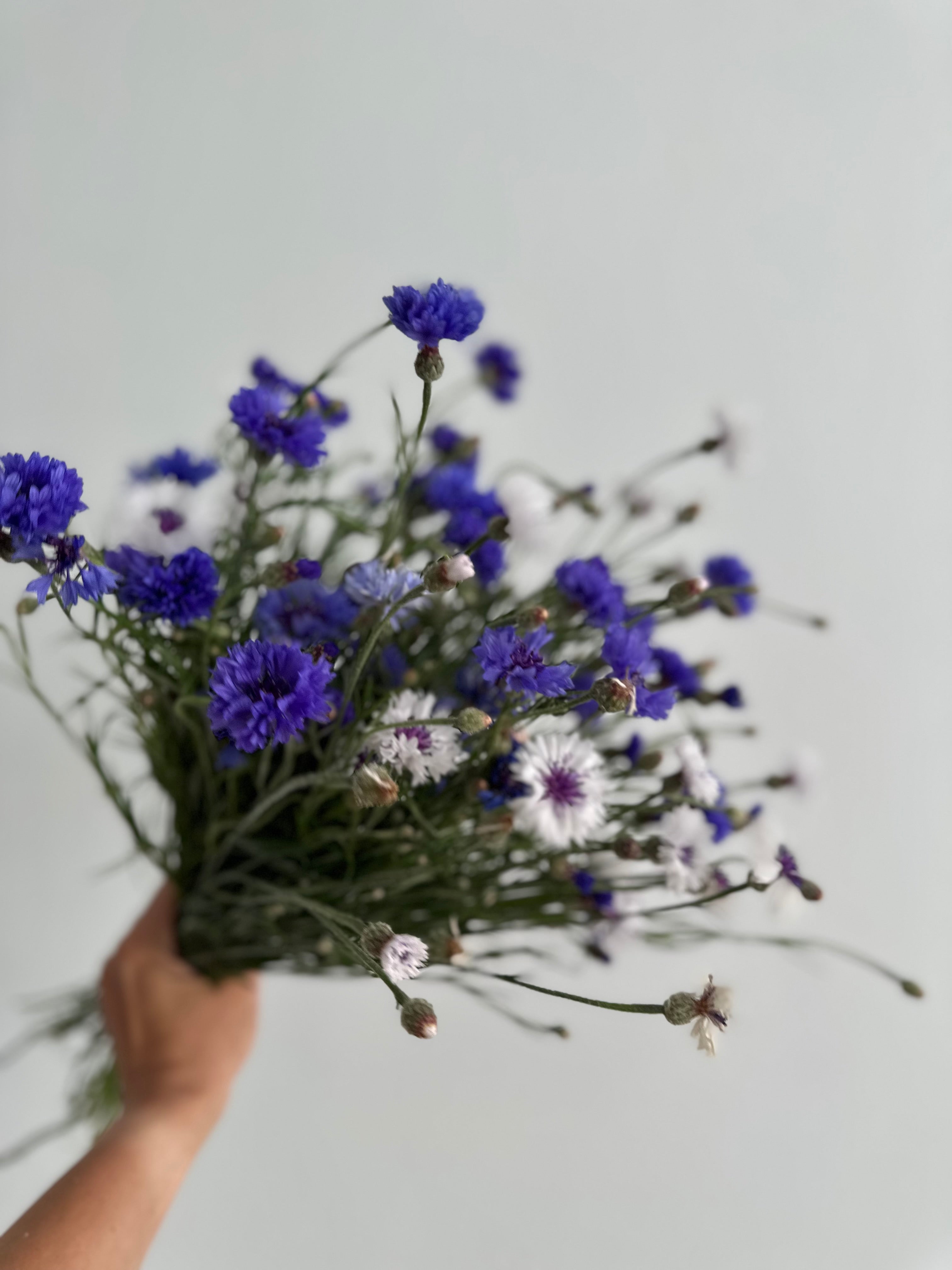 Centaurea Classic Fantastic