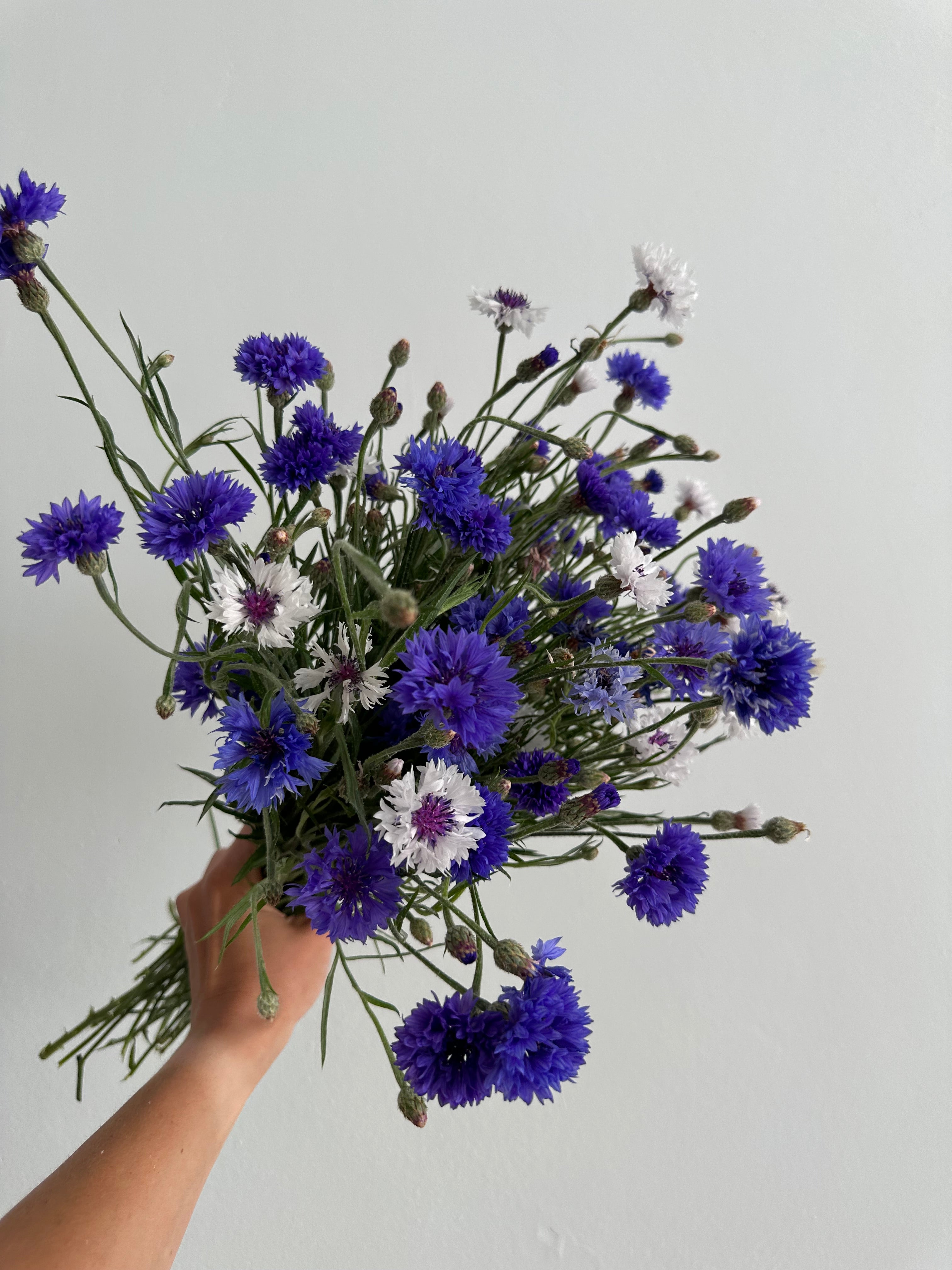 Centaurea Classic Fantastic