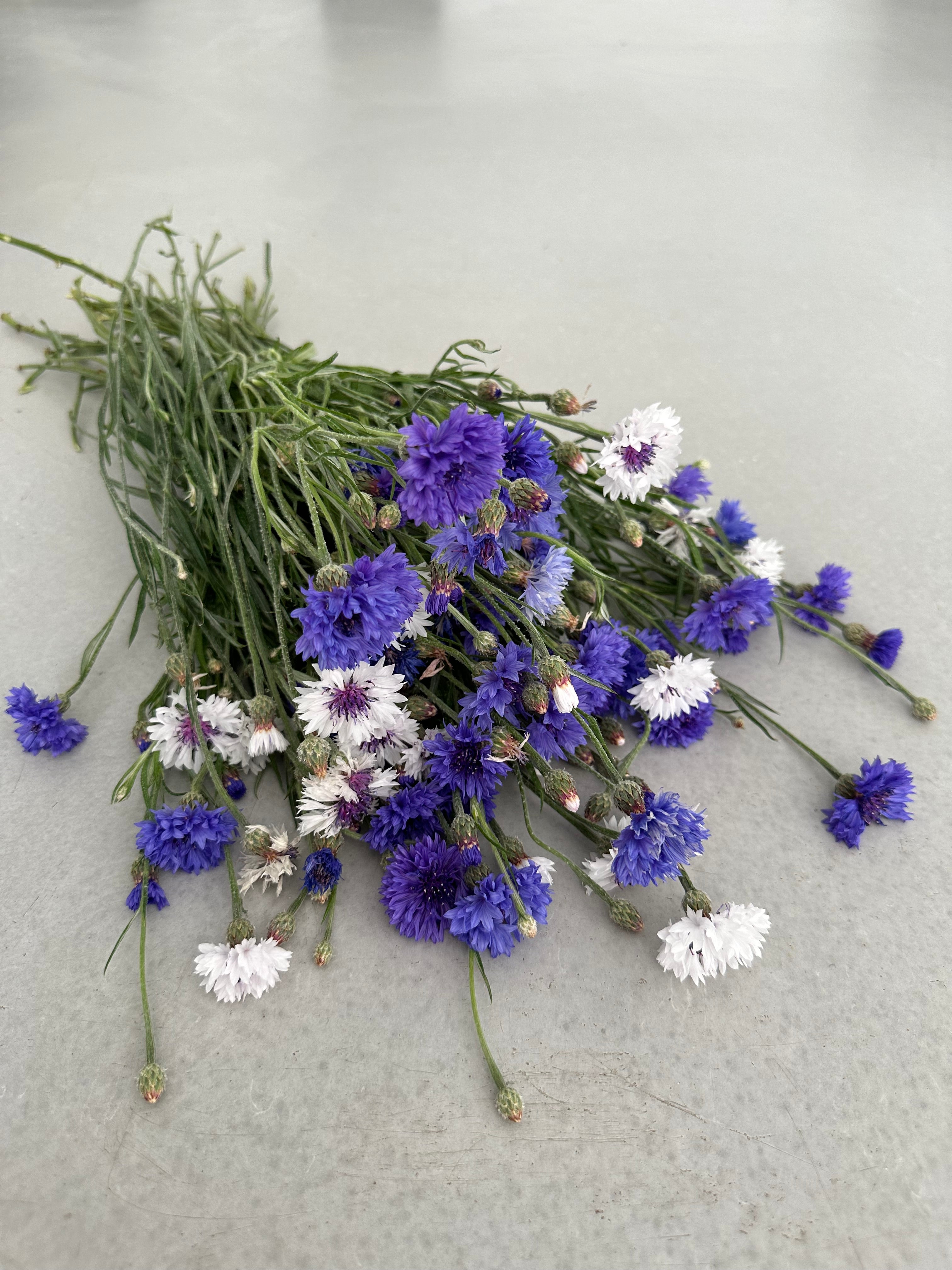 Centaurea Classic Fantastic