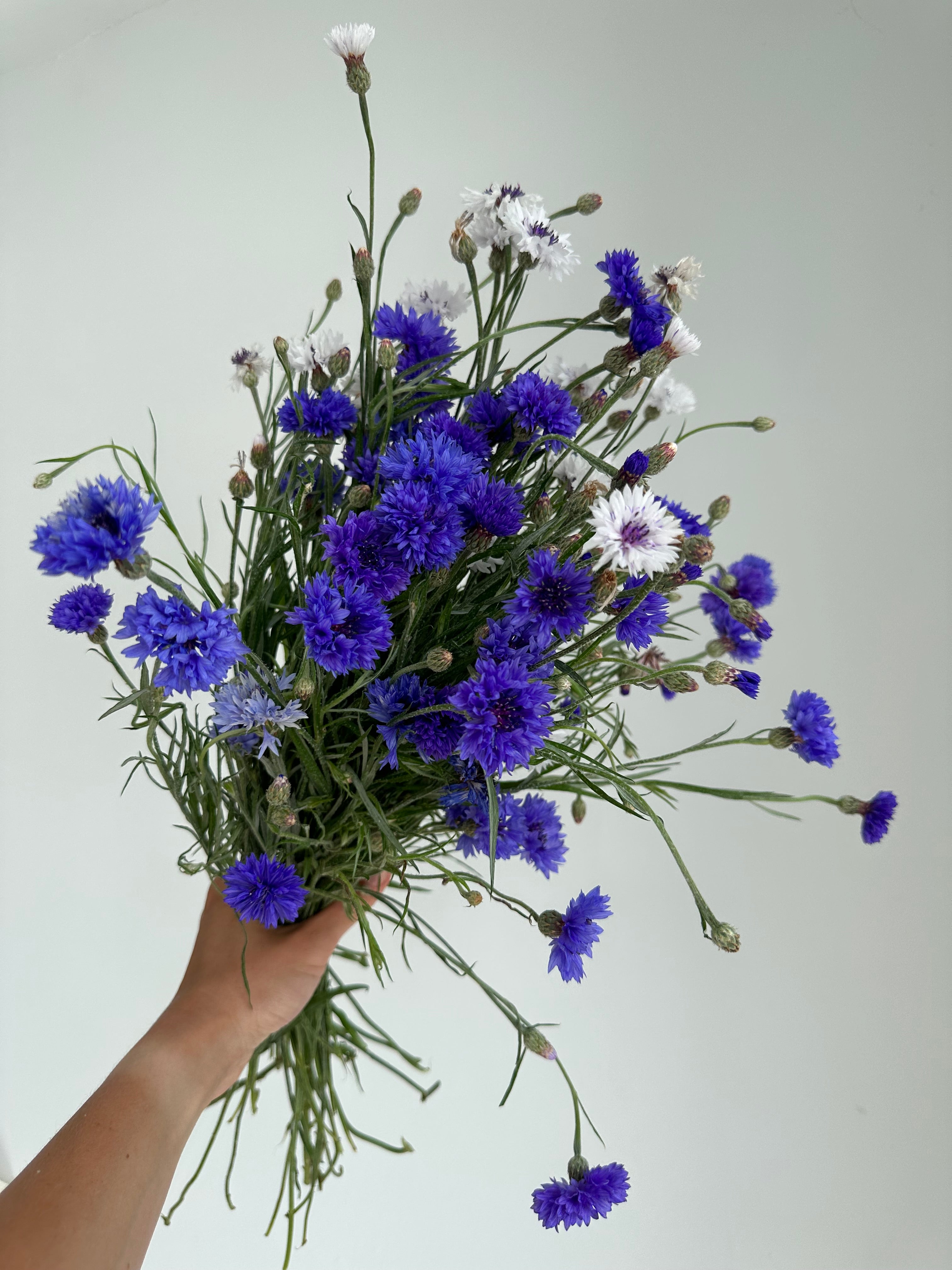 Centaurea Classic Fantastic