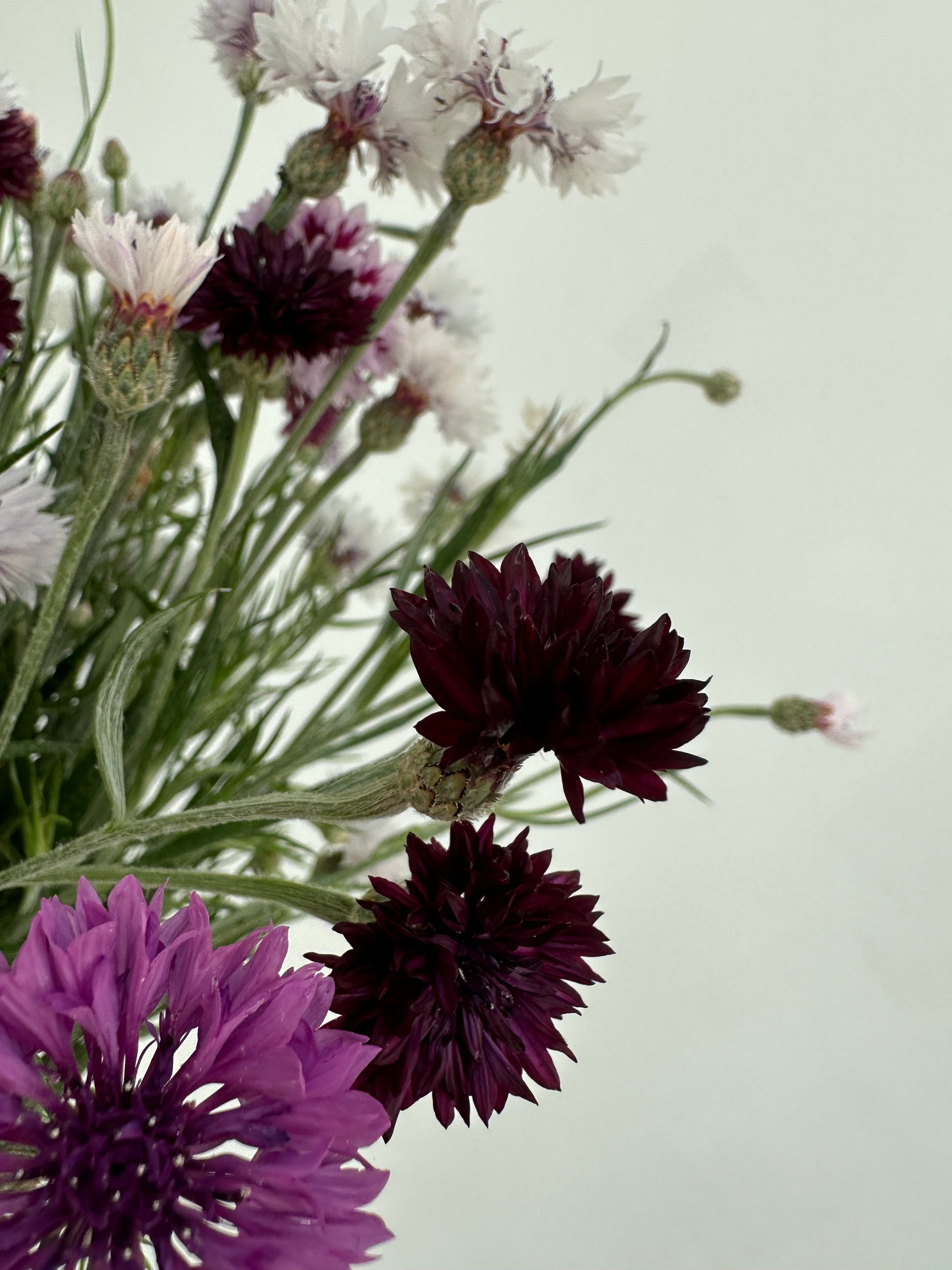 Centaurea Classic Magic