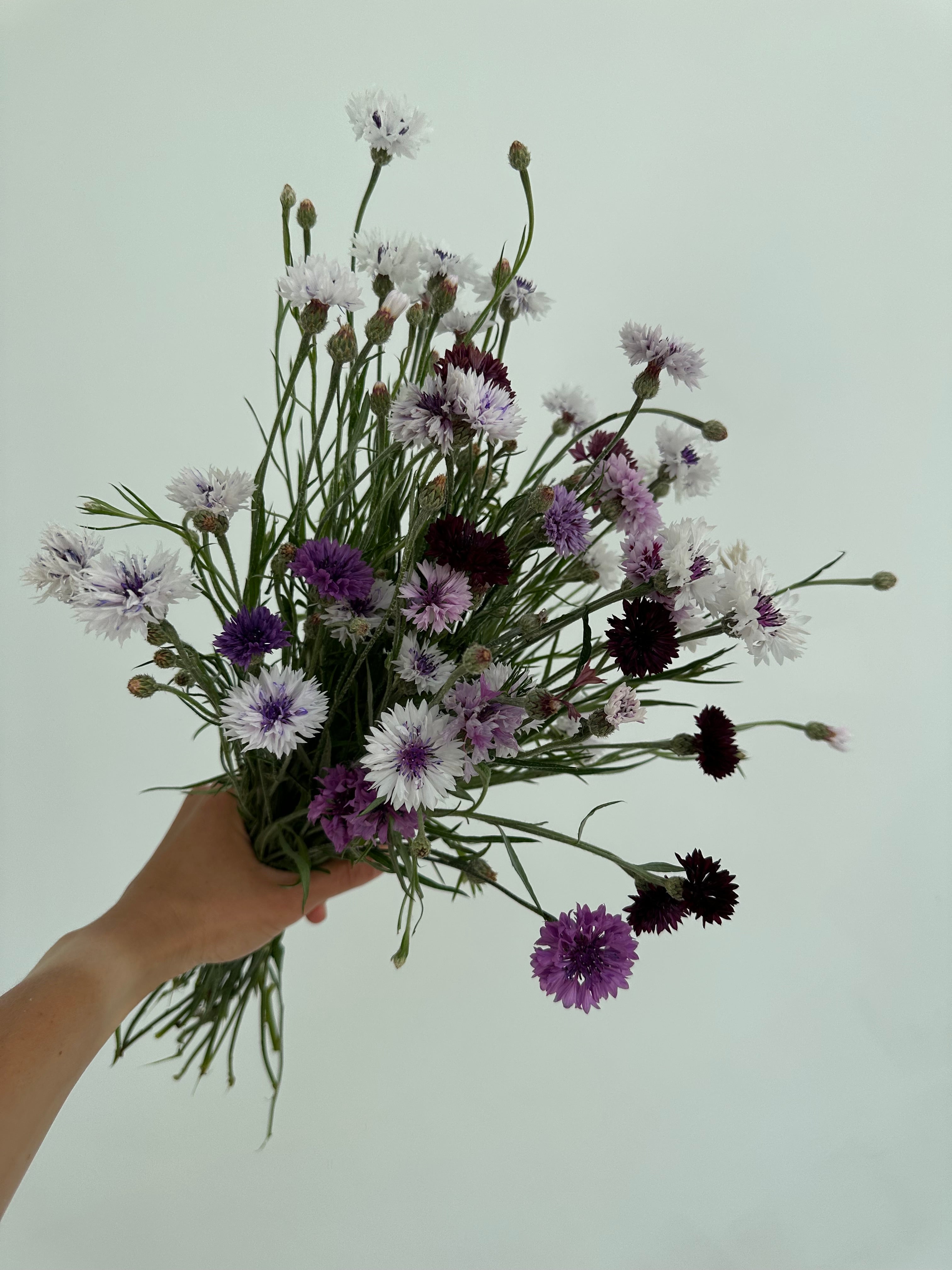 Centaurea Classic Magic