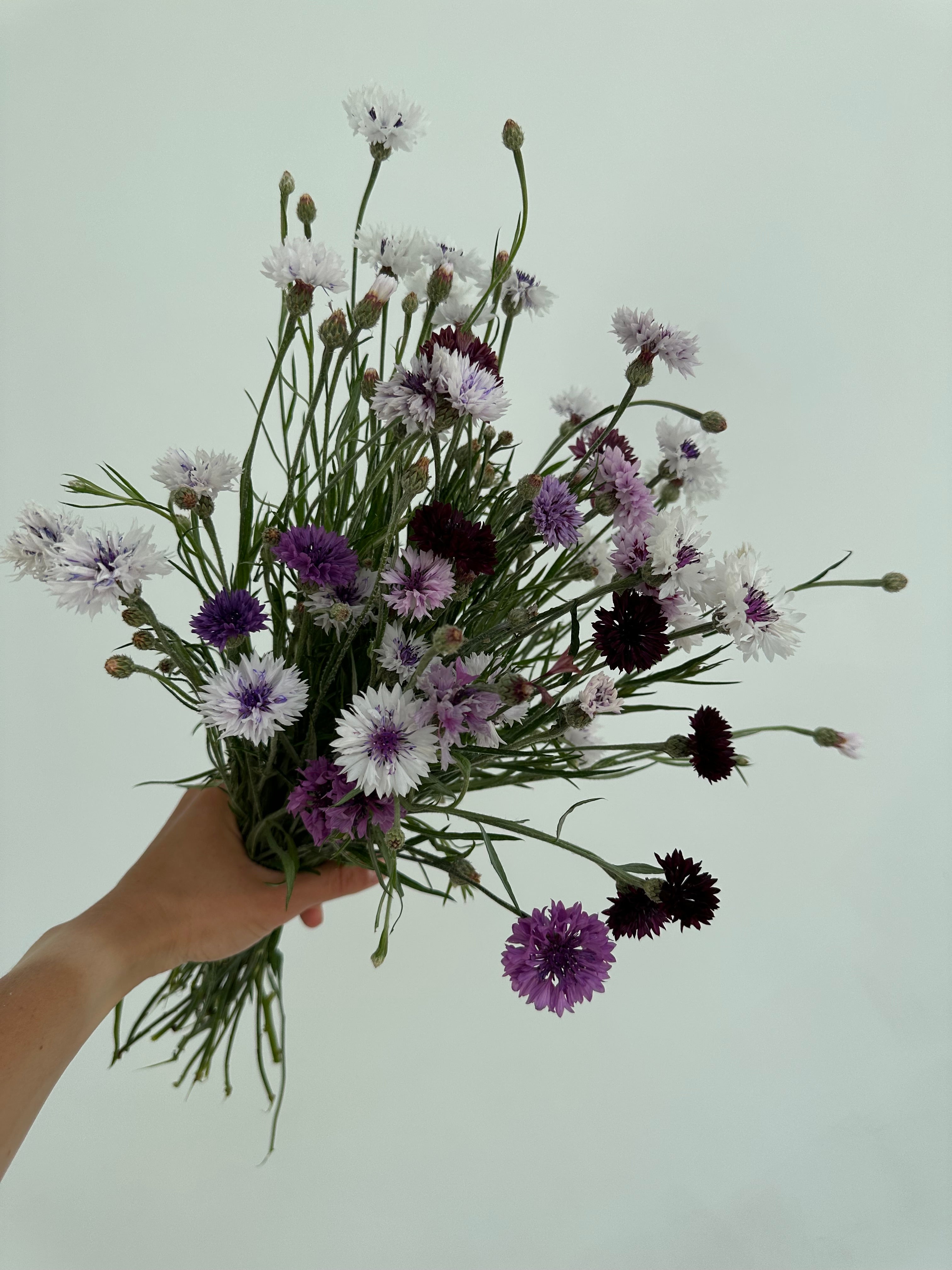 Centaurea Classic Magic