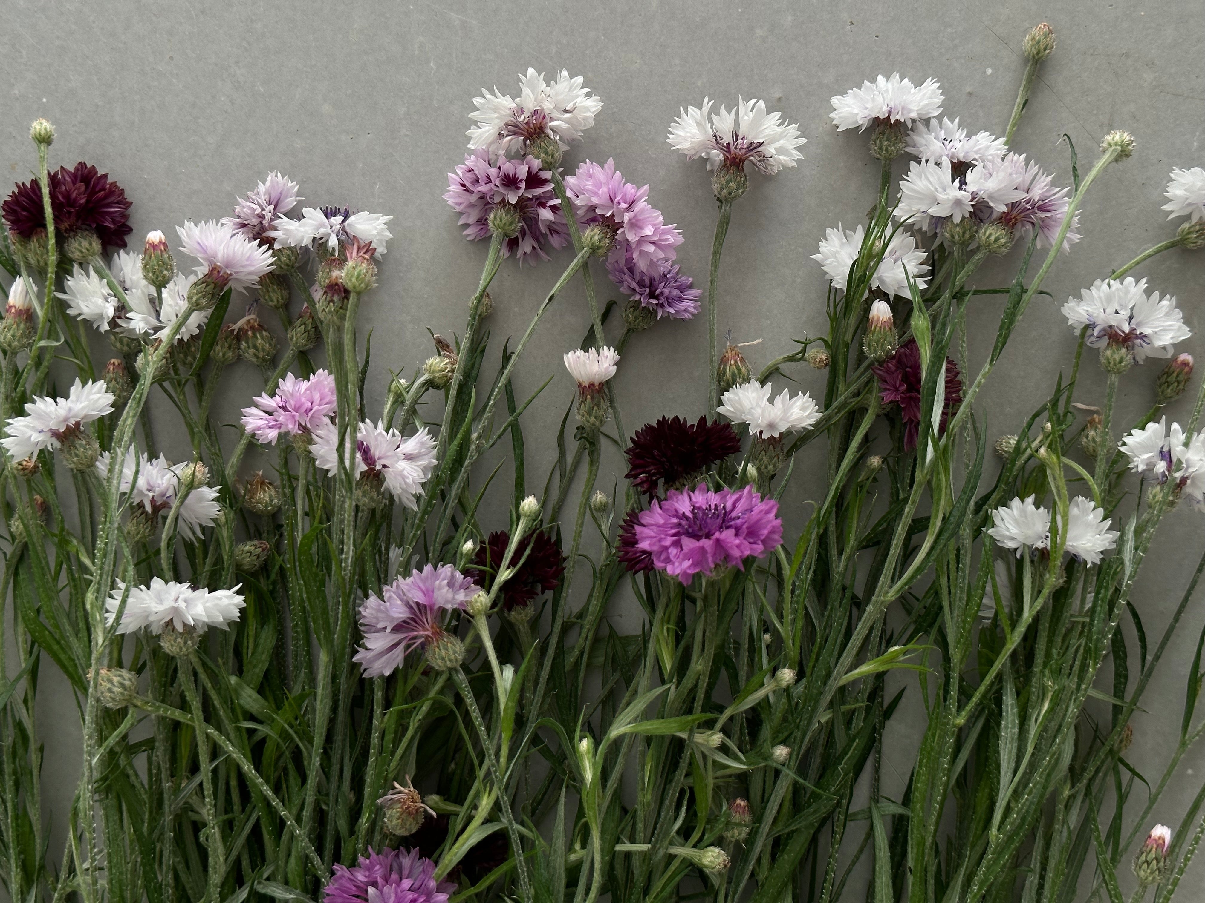 Centaurea Classic Magic