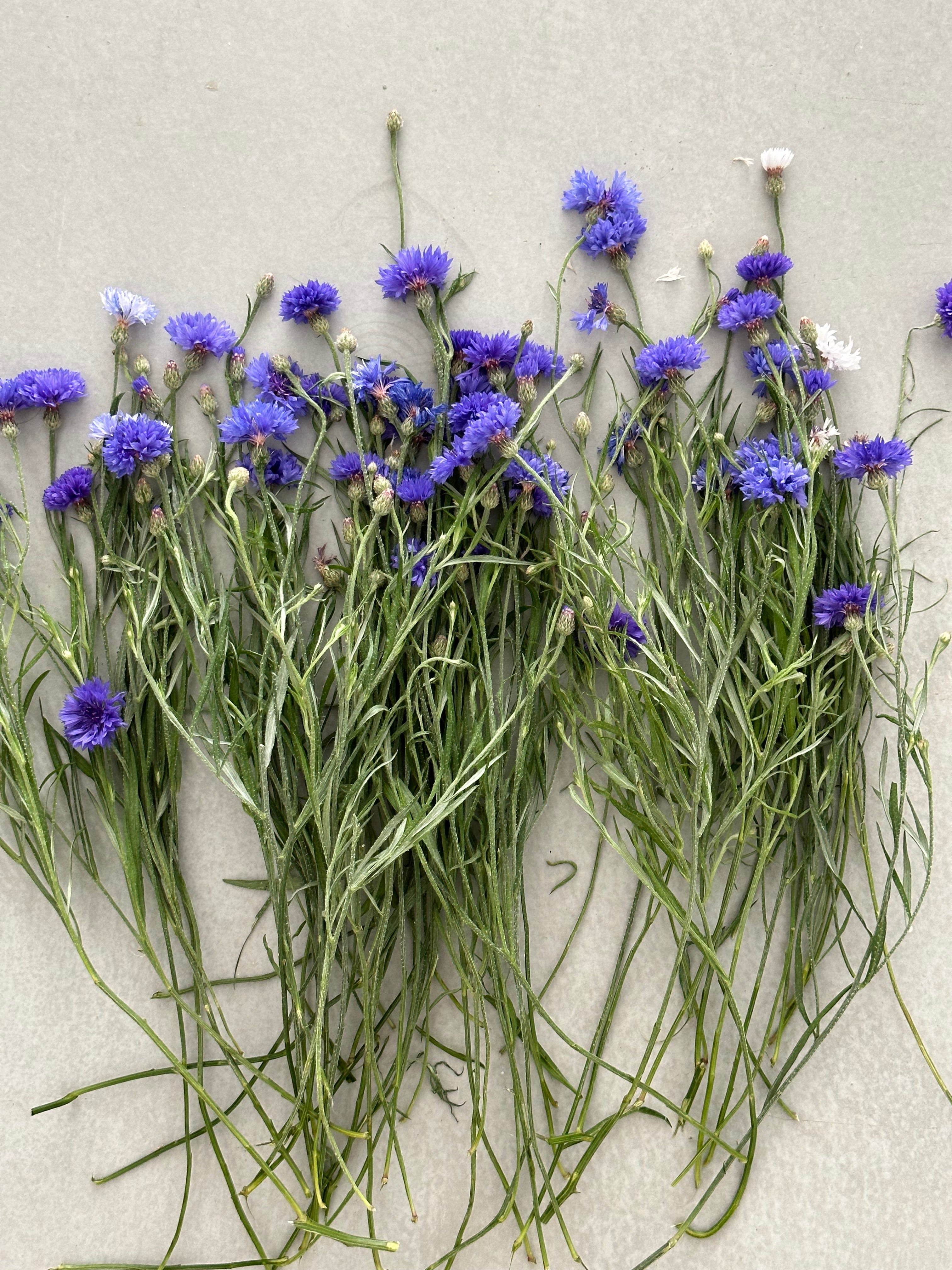 Centaurea Classic Fantastic