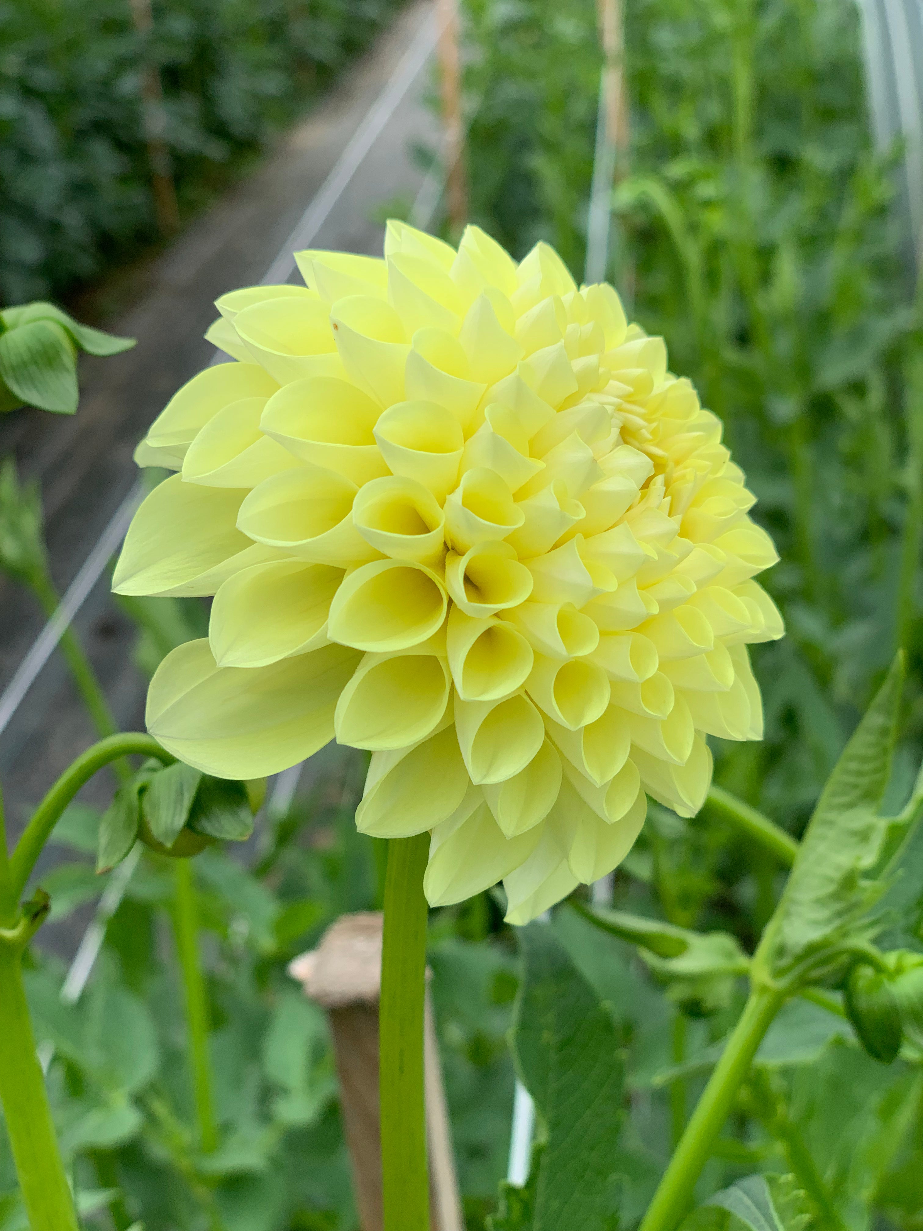 Dahlia Jowey Martina