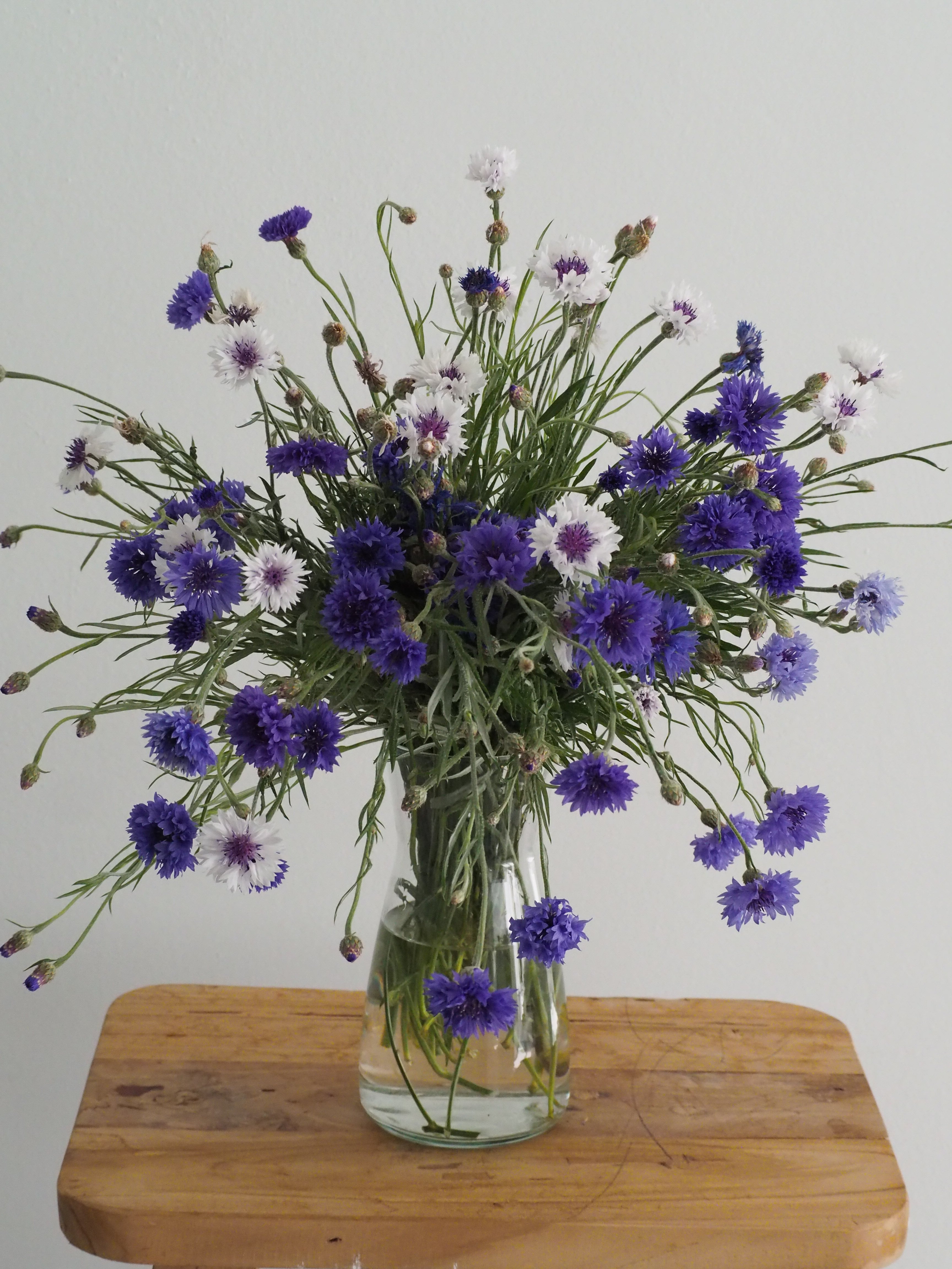Centaurea Classic Fantastic