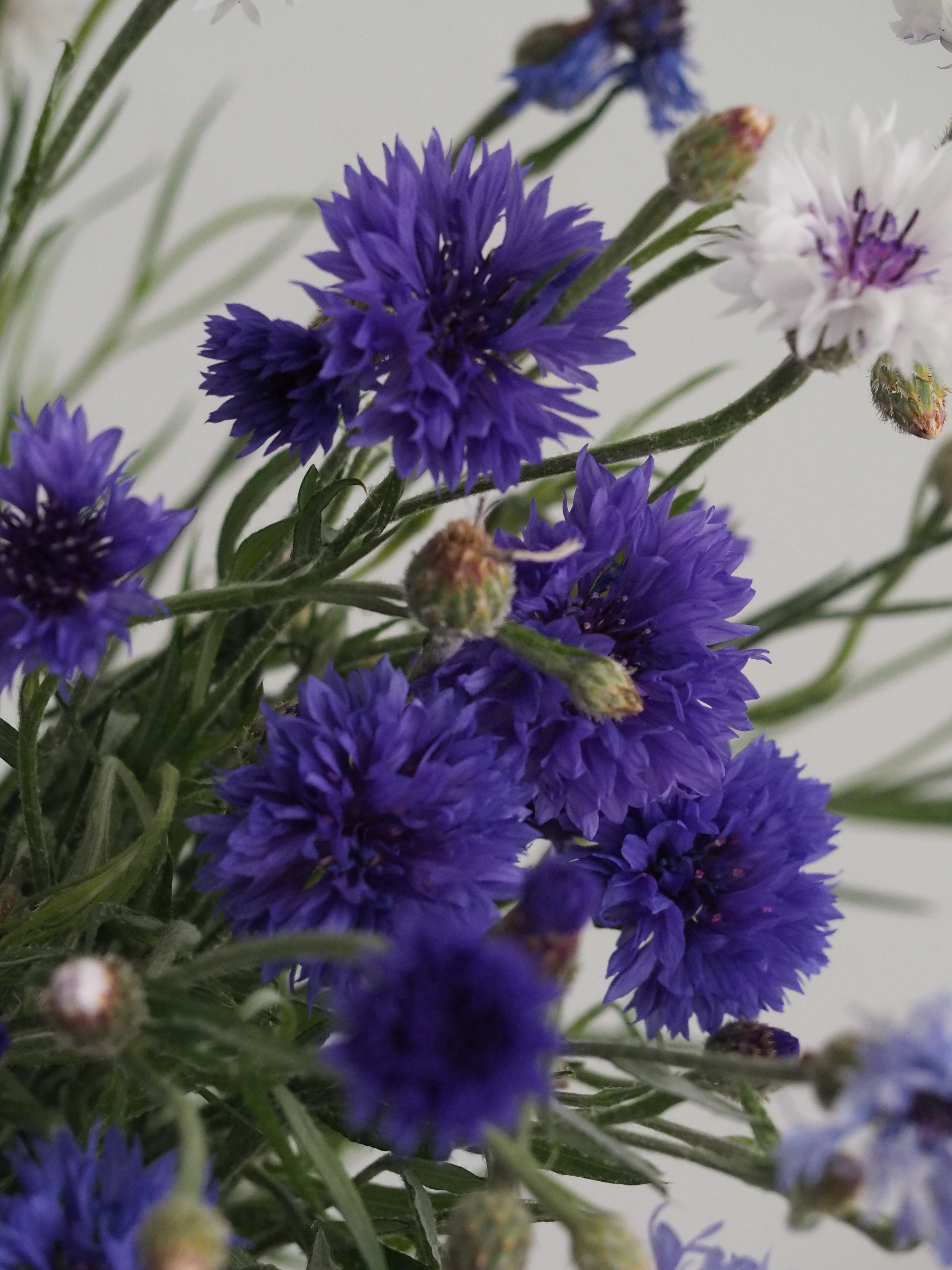 Centaurea Classic Fantastic
