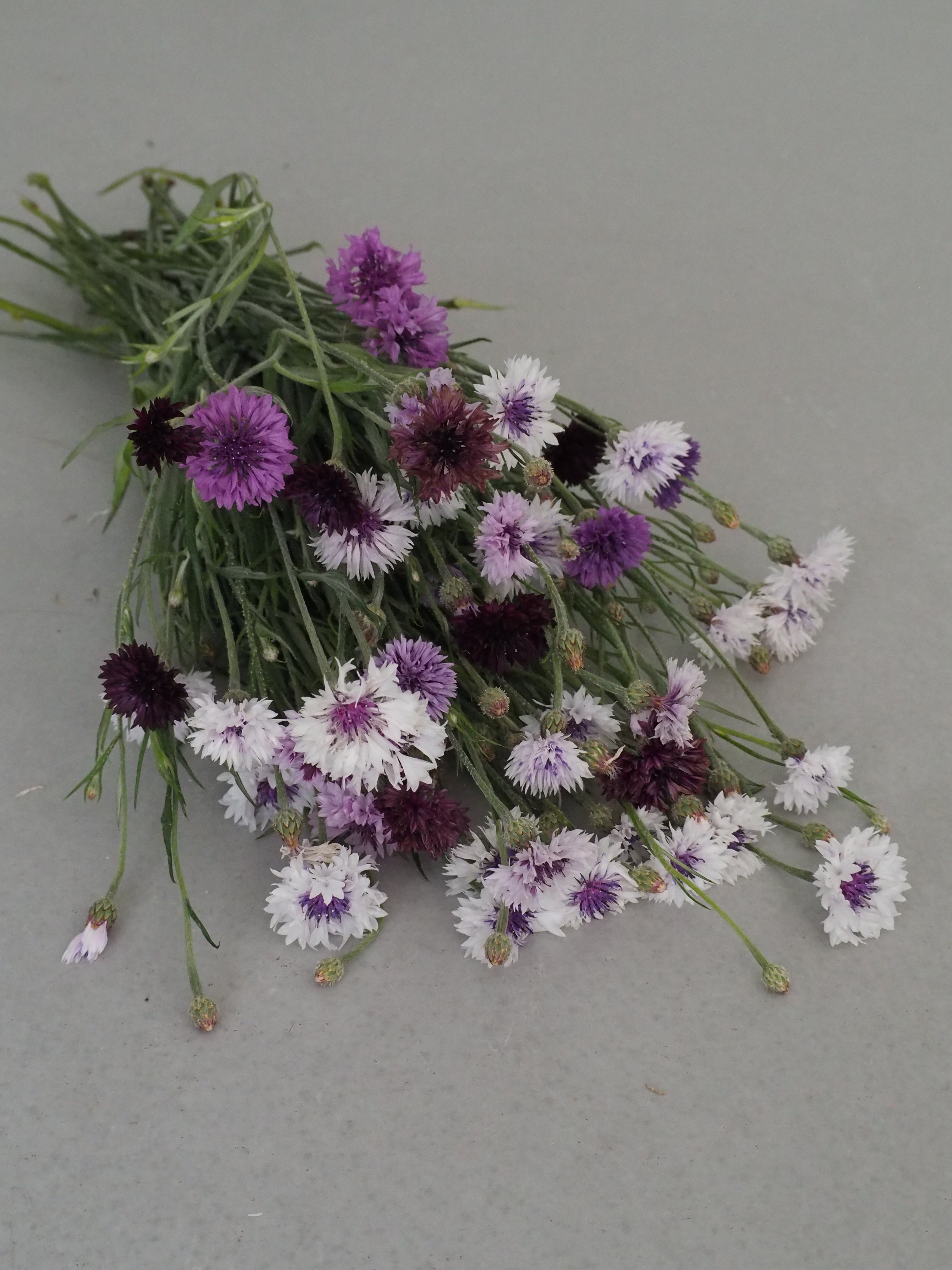 Centaurea Classic Magic