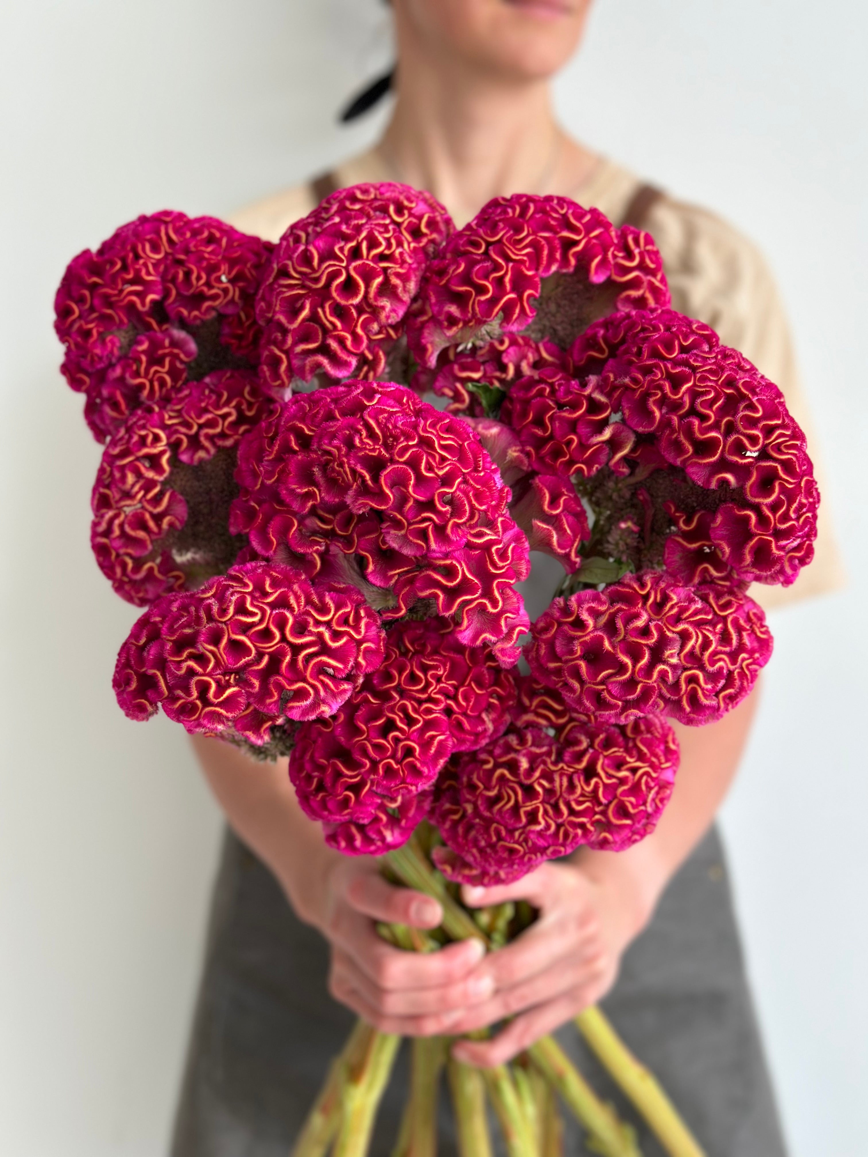 Celosia Act Dara Velvet