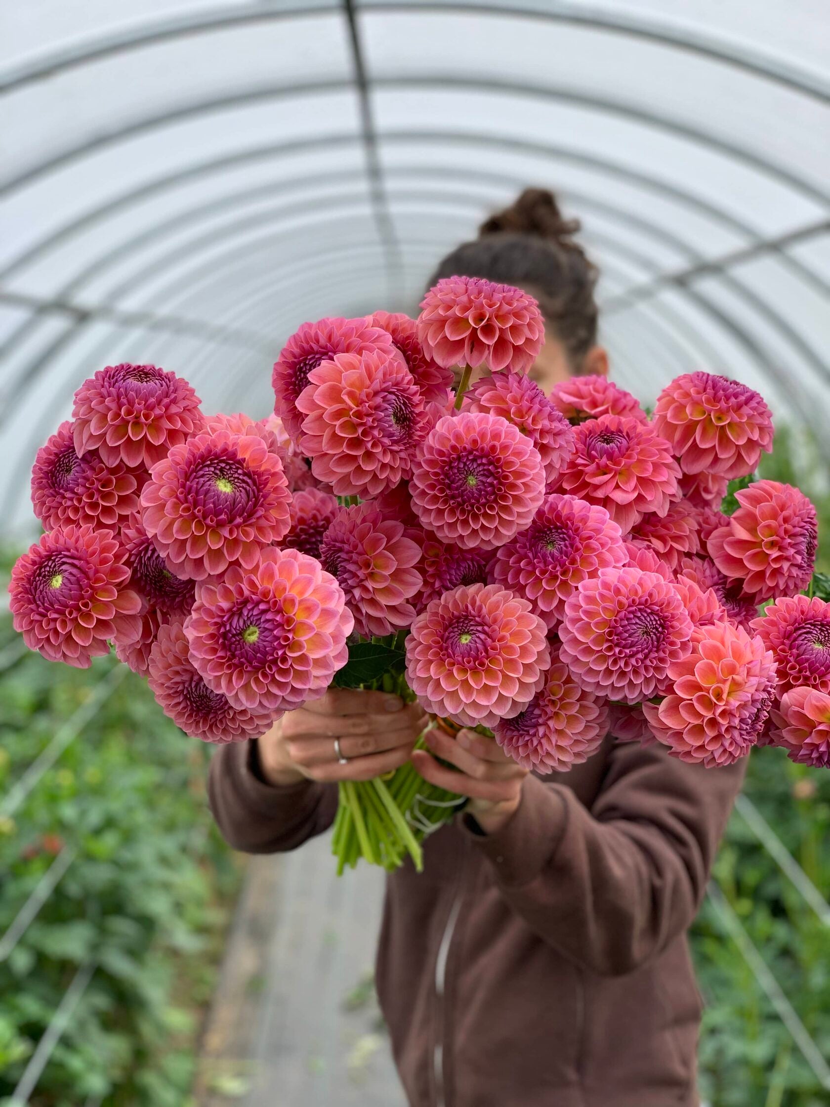 Dahlia Jowey Winnie