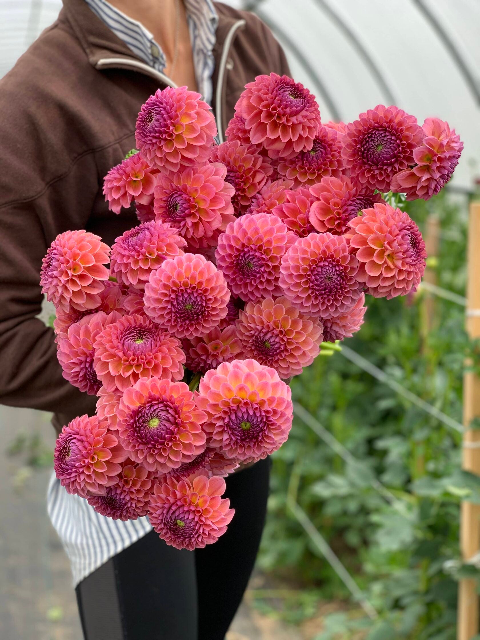 Dahlia Jowey Winnie