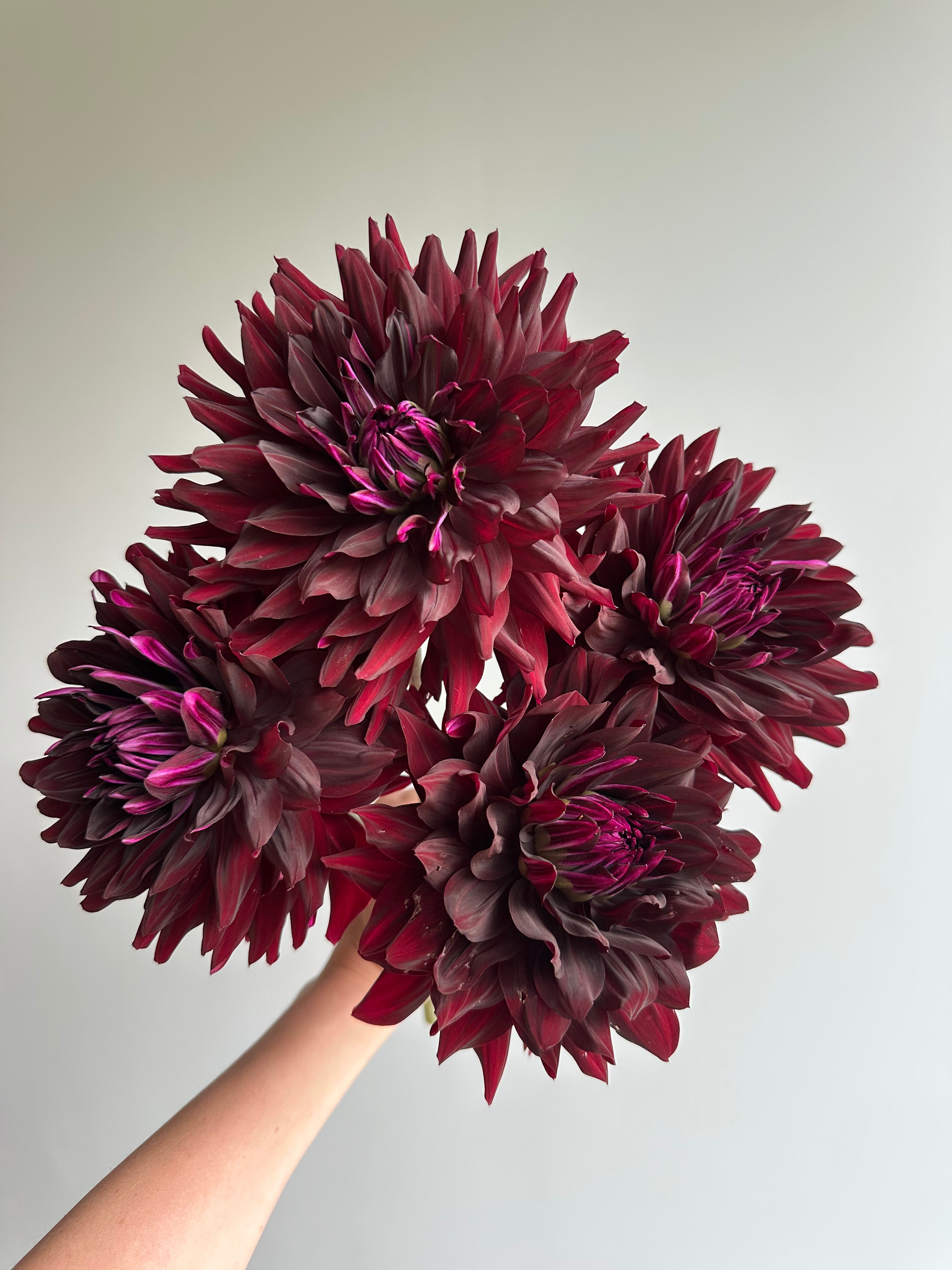 Dahlia HollyHill Black Beauty