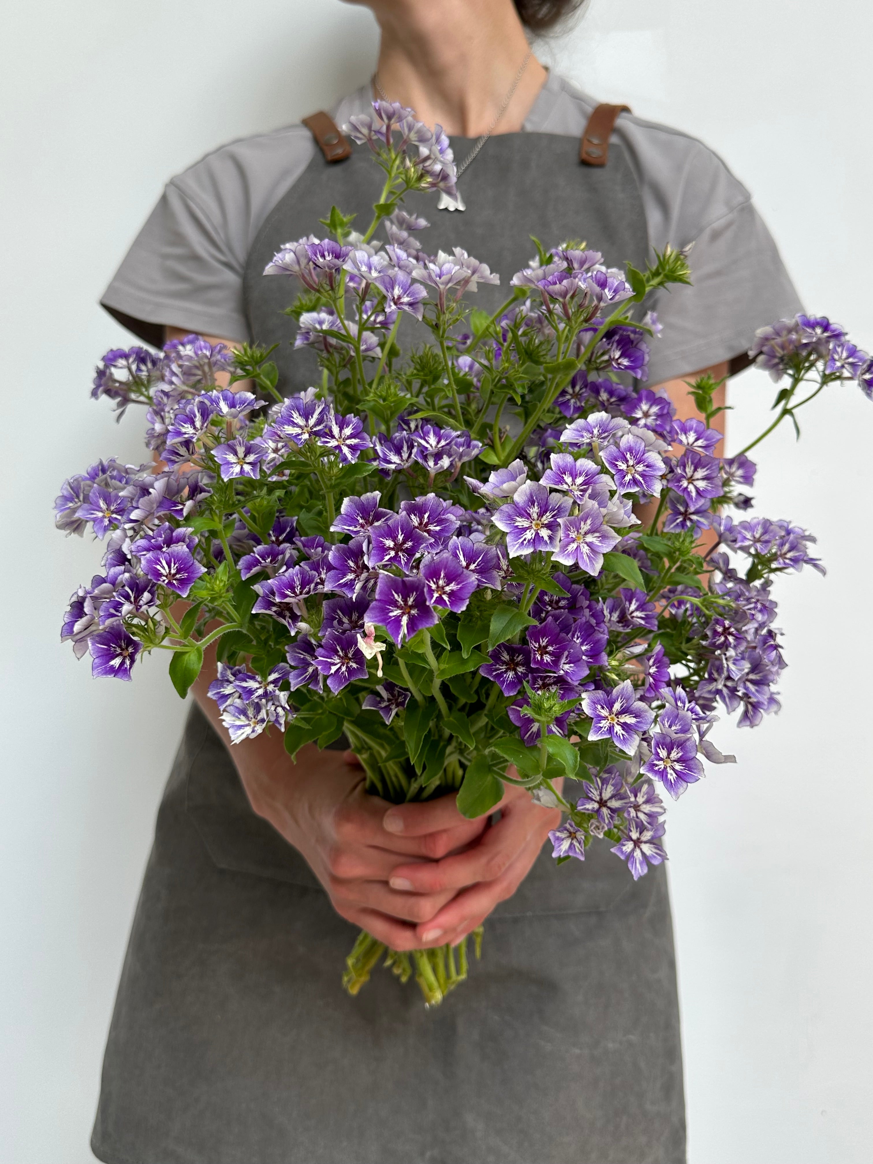 Phlox Sugar Stars