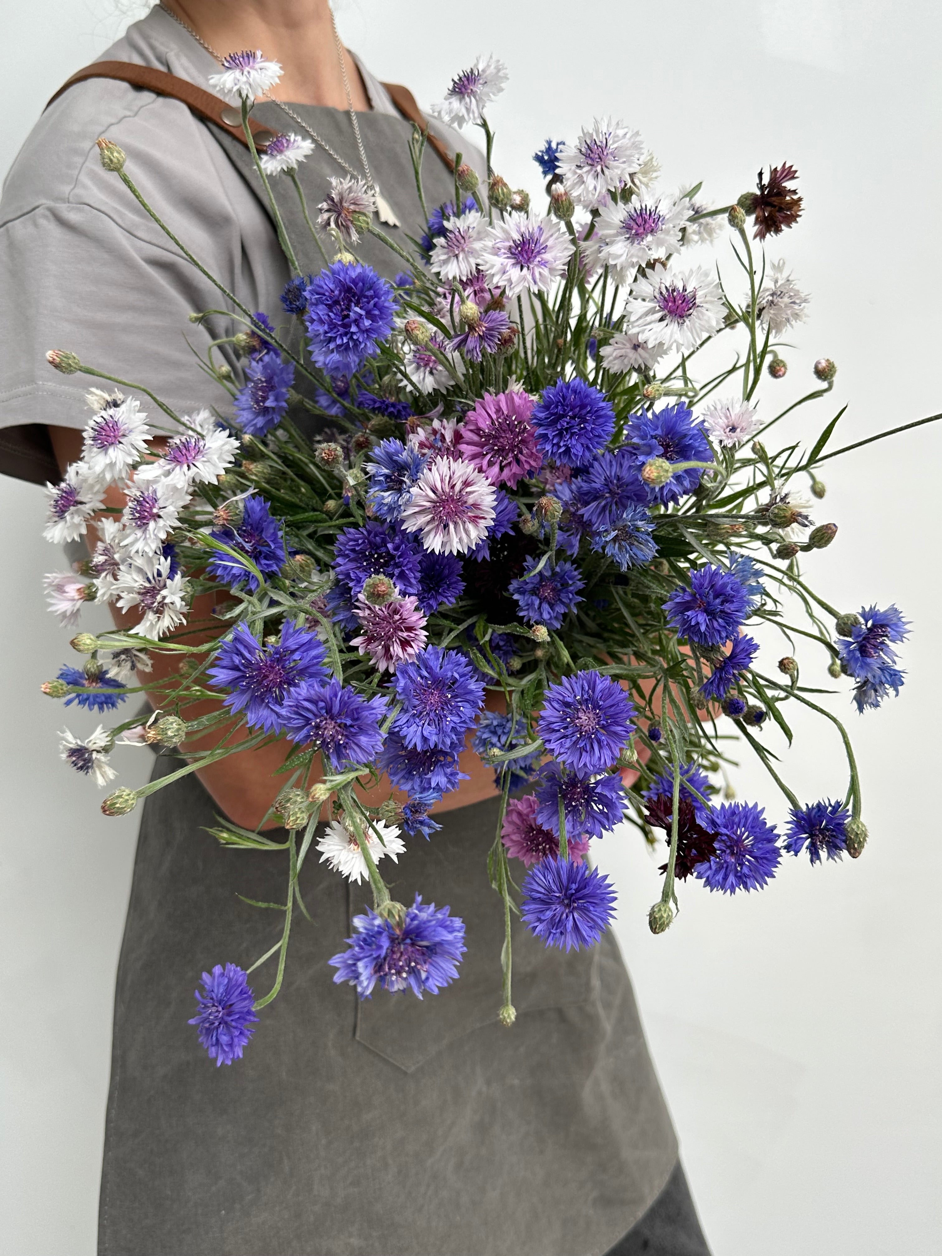 Centaurea Classic Fantastic