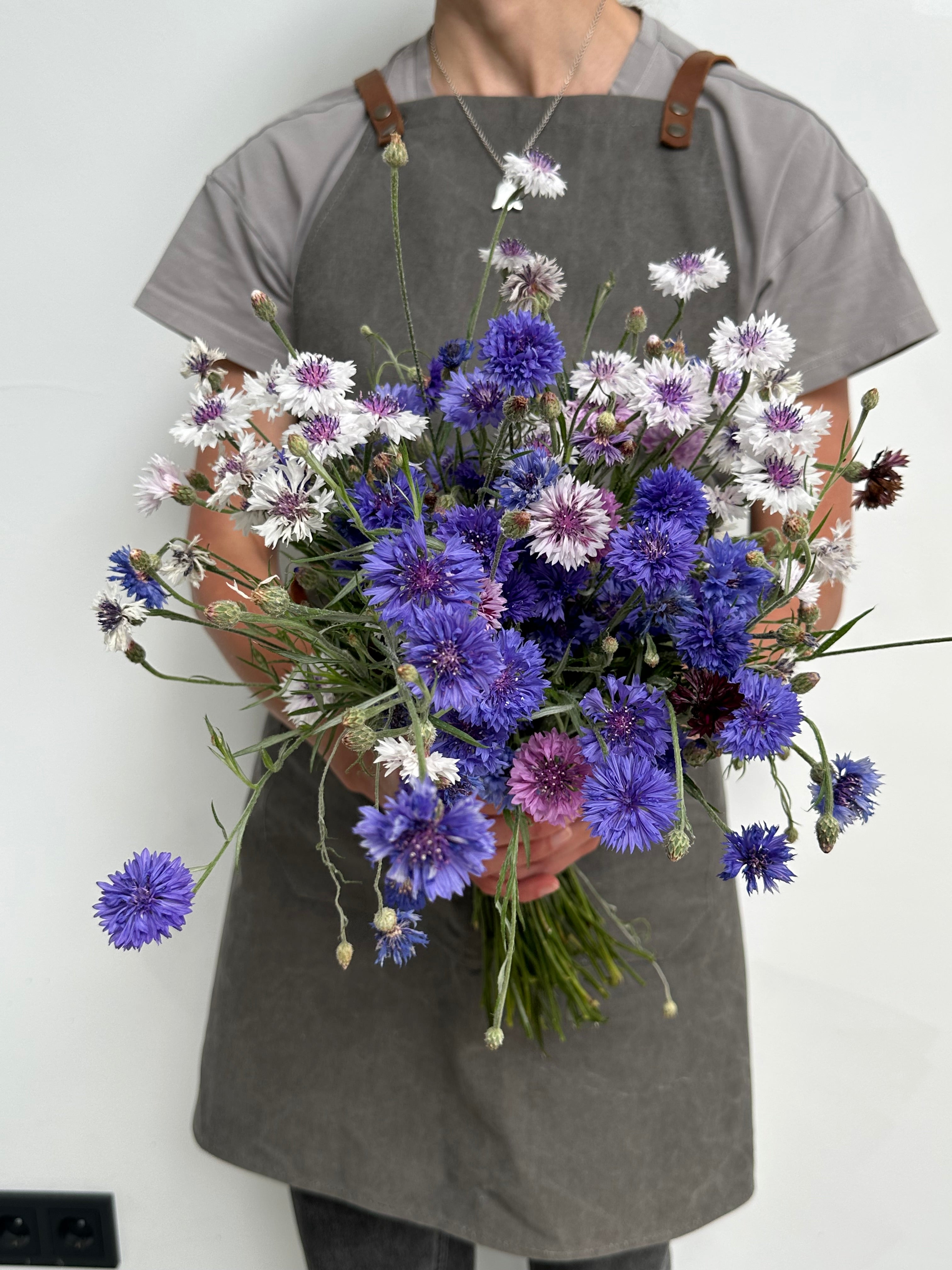 Centaurea Classic Fantastic