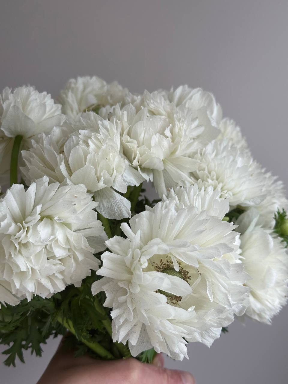Anemone Levante Bianco