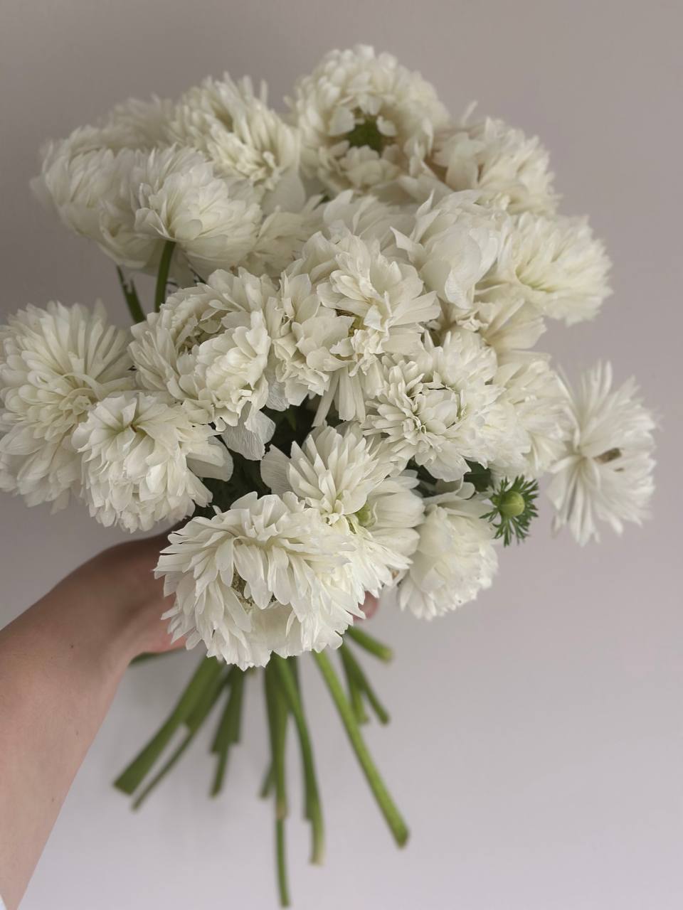 Anemone Levante Bianco