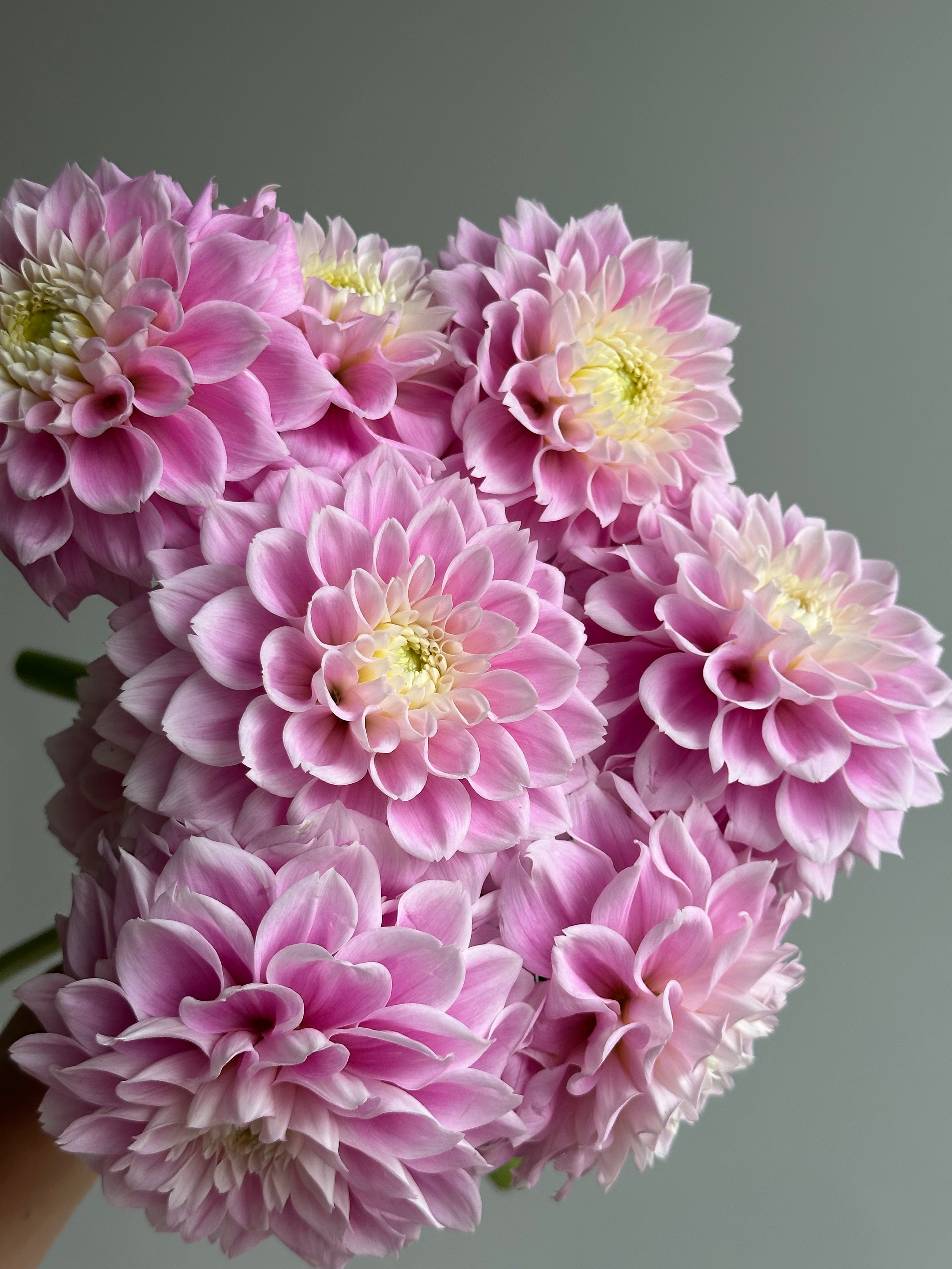 Dahlia Sweet Love