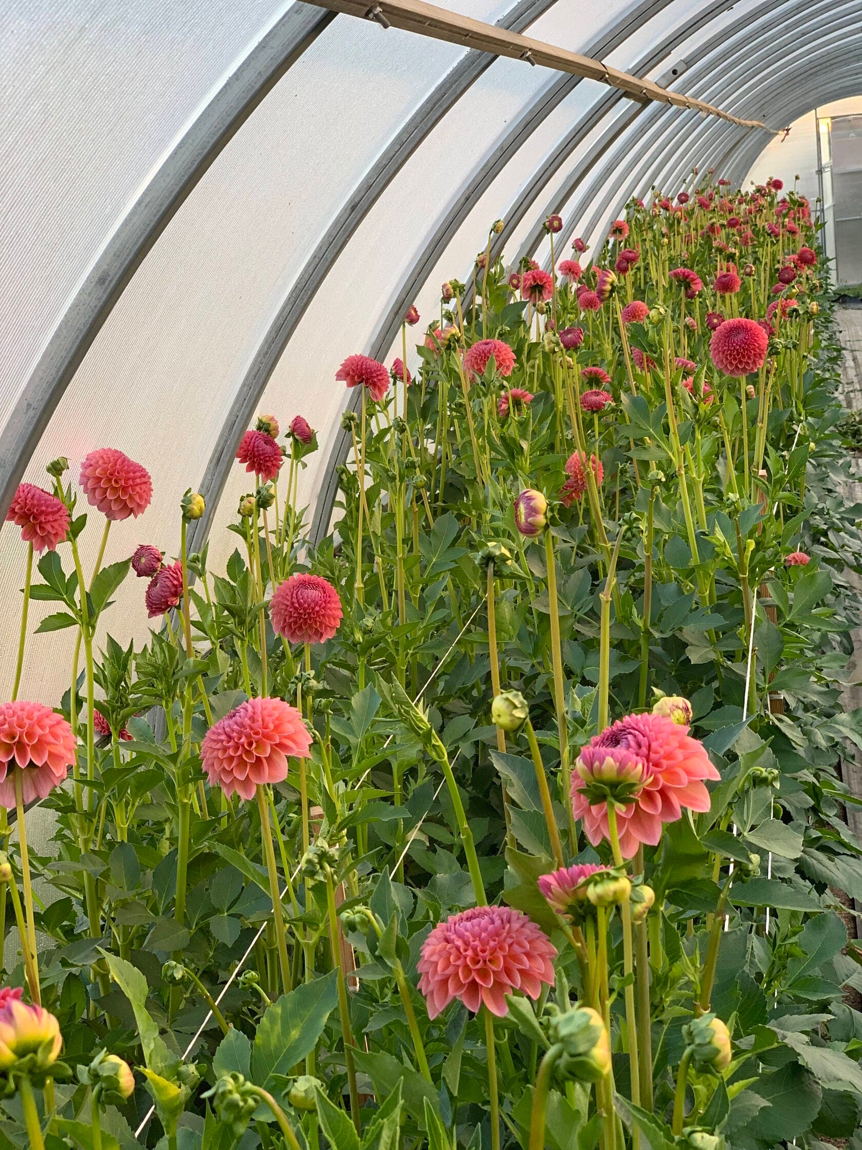 Dahlia Jowey Winnie