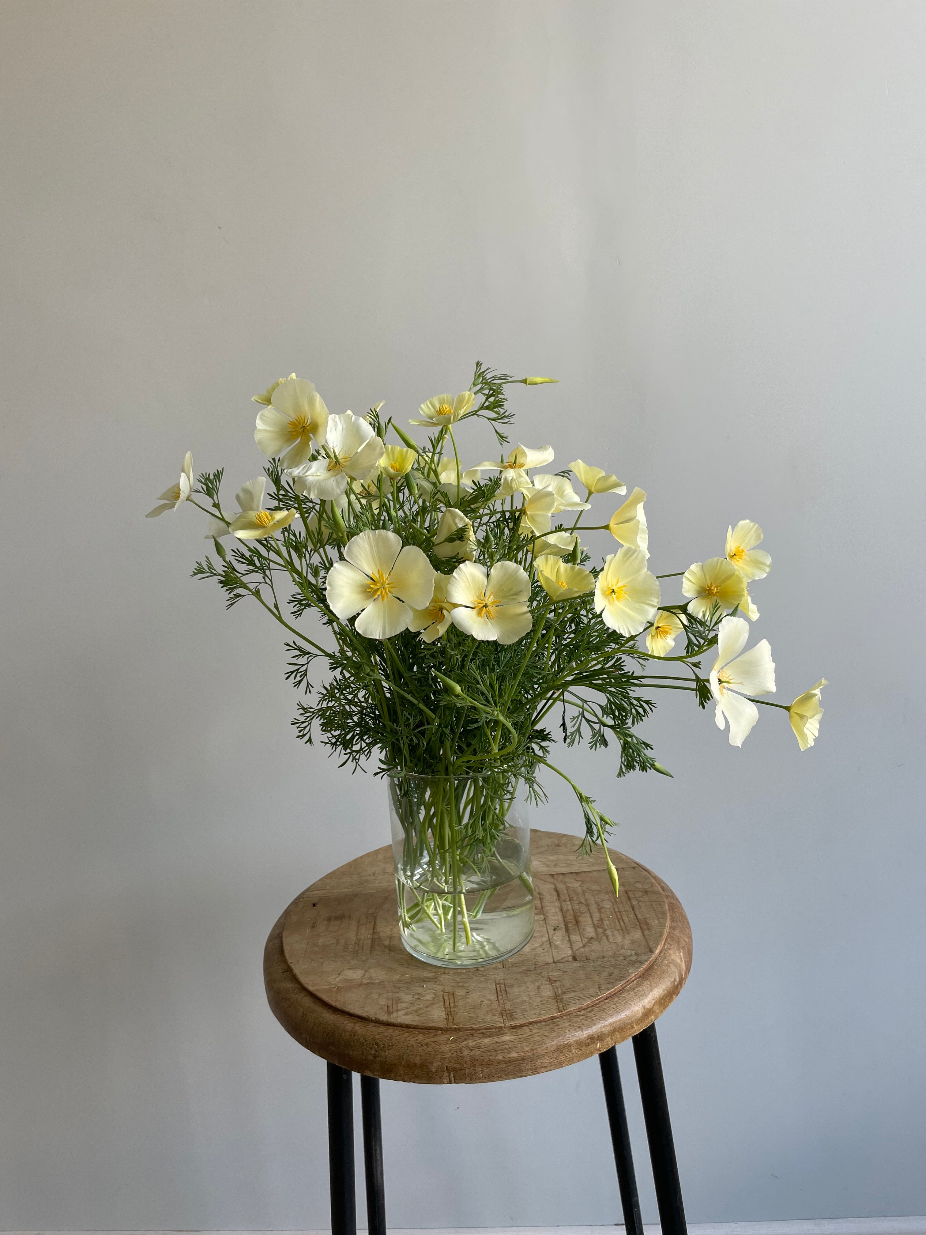 California Poppy Ivory Castle (Eschscholzia)
