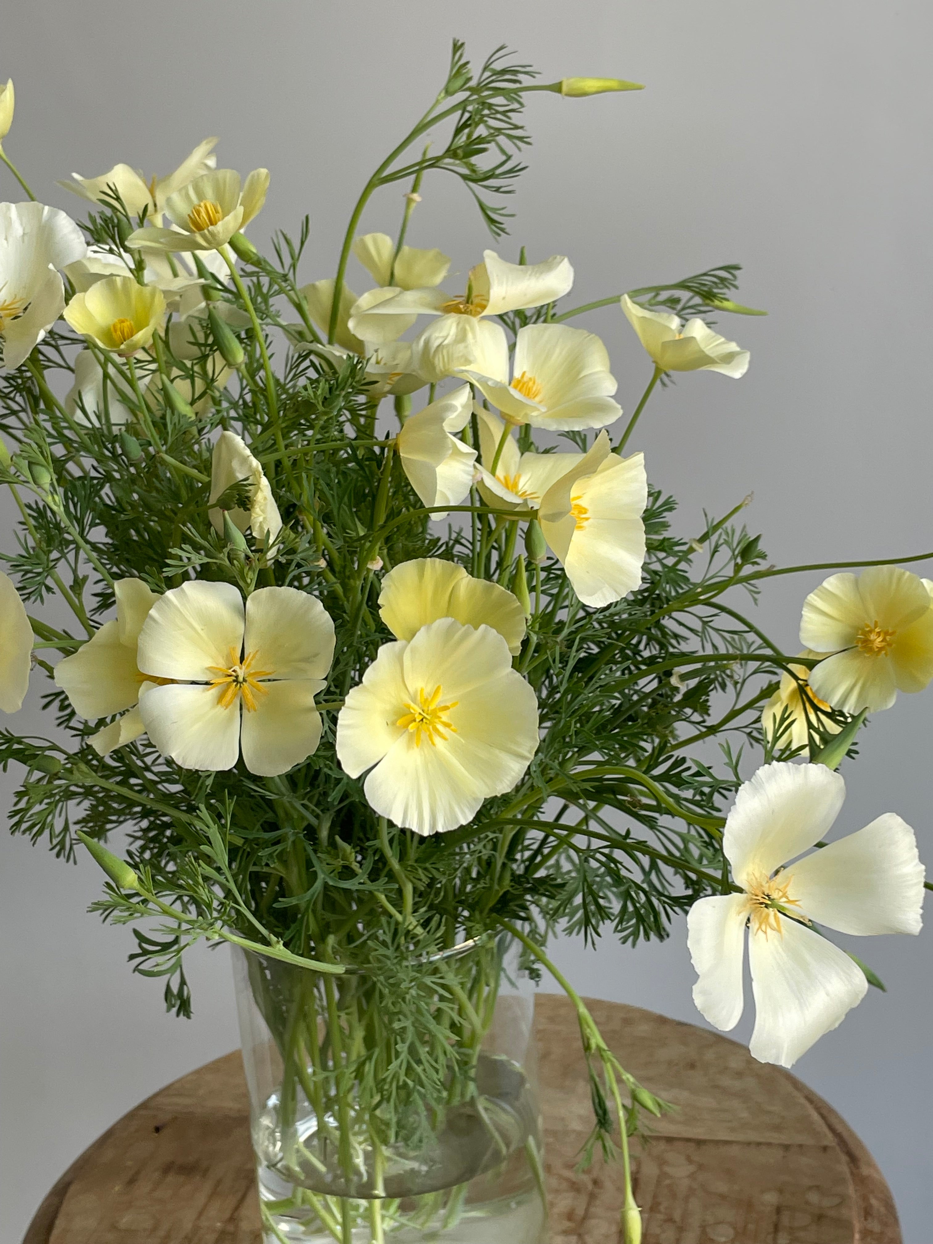 California Poppy Ivory Castle (Eschscholzia)