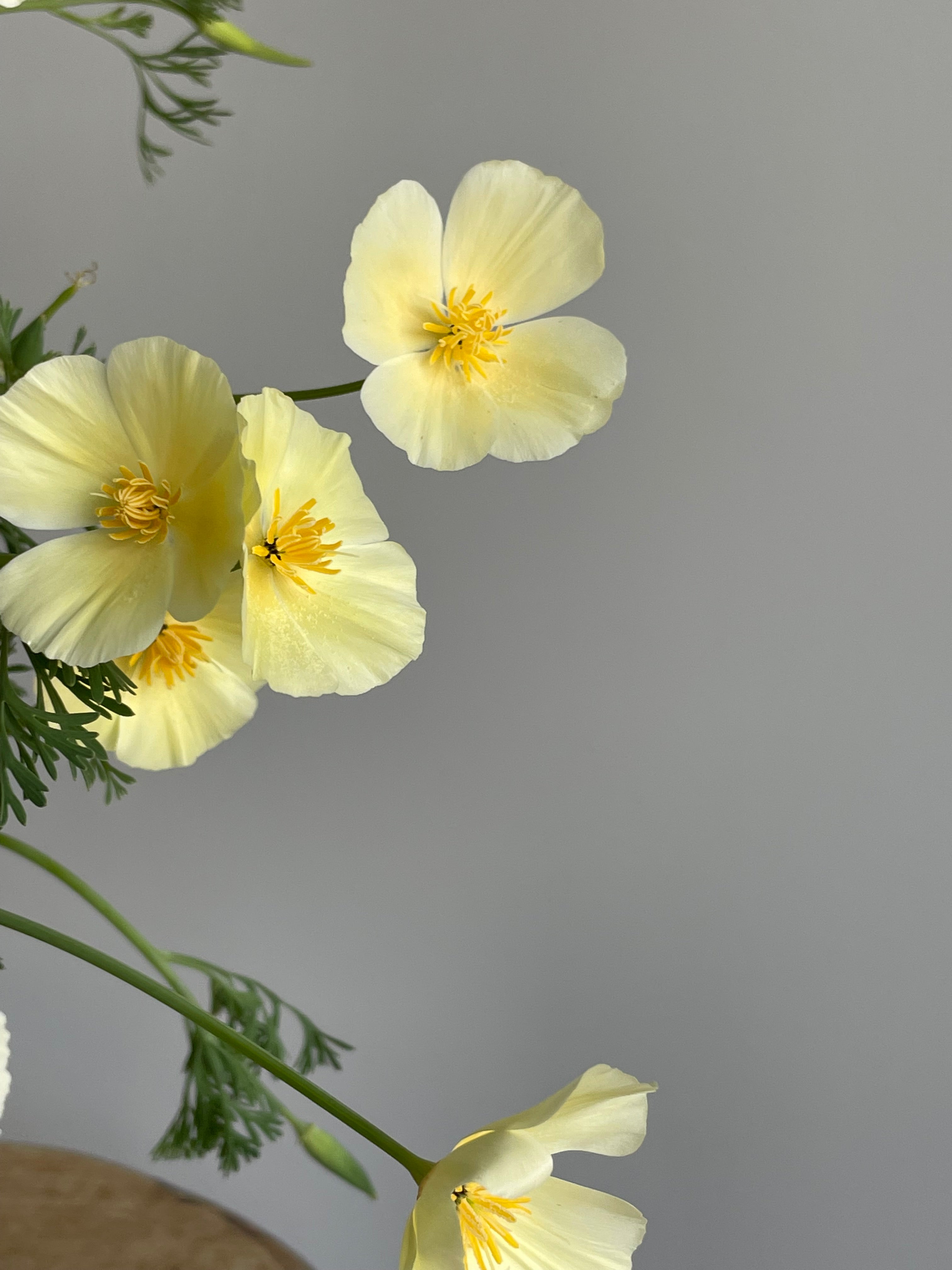 California Poppy Ivory Castle (Eschscholzia)