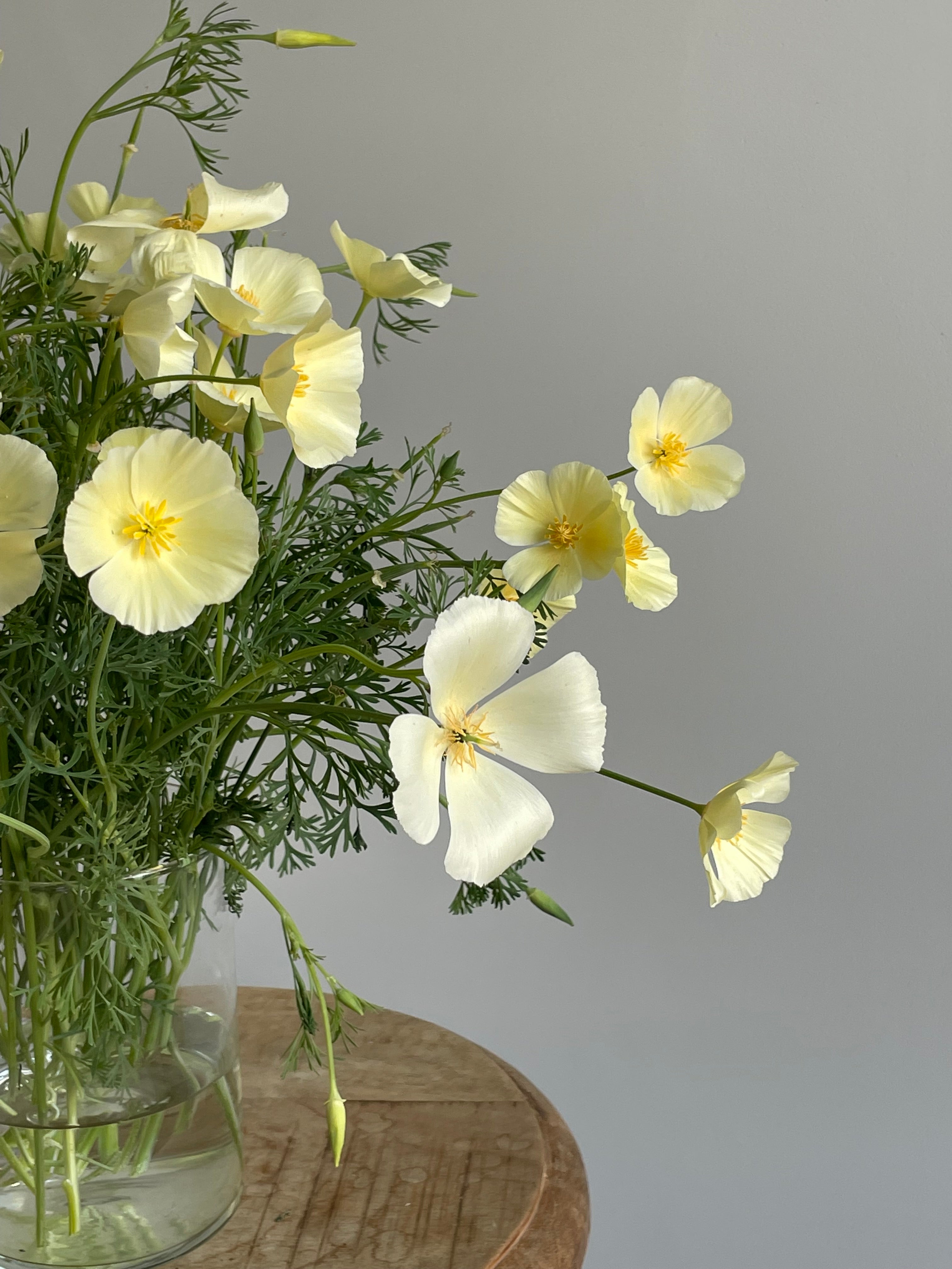 California Poppy Ivory Castle (Eschscholzia)