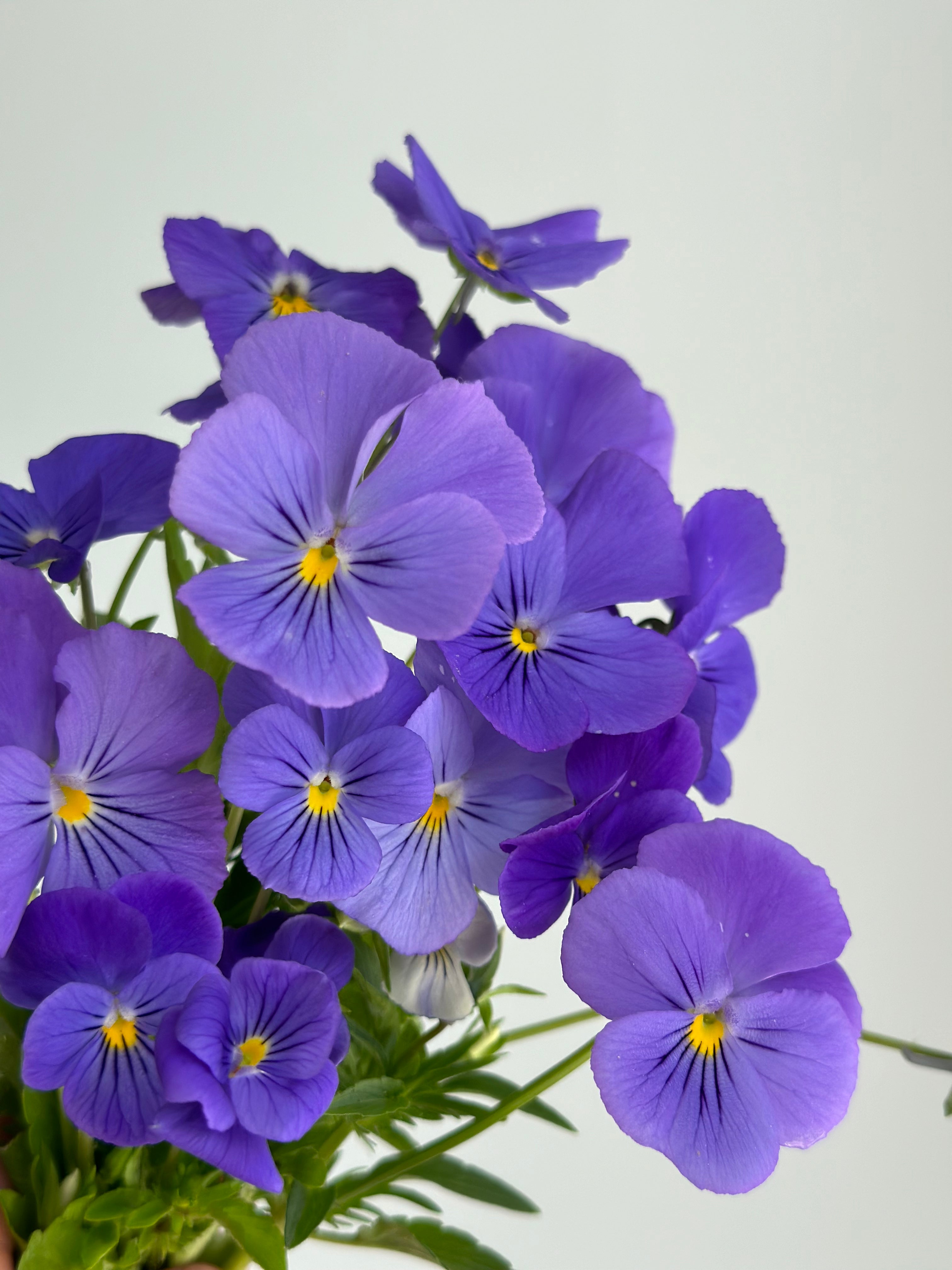 Viola Blue Perfection
