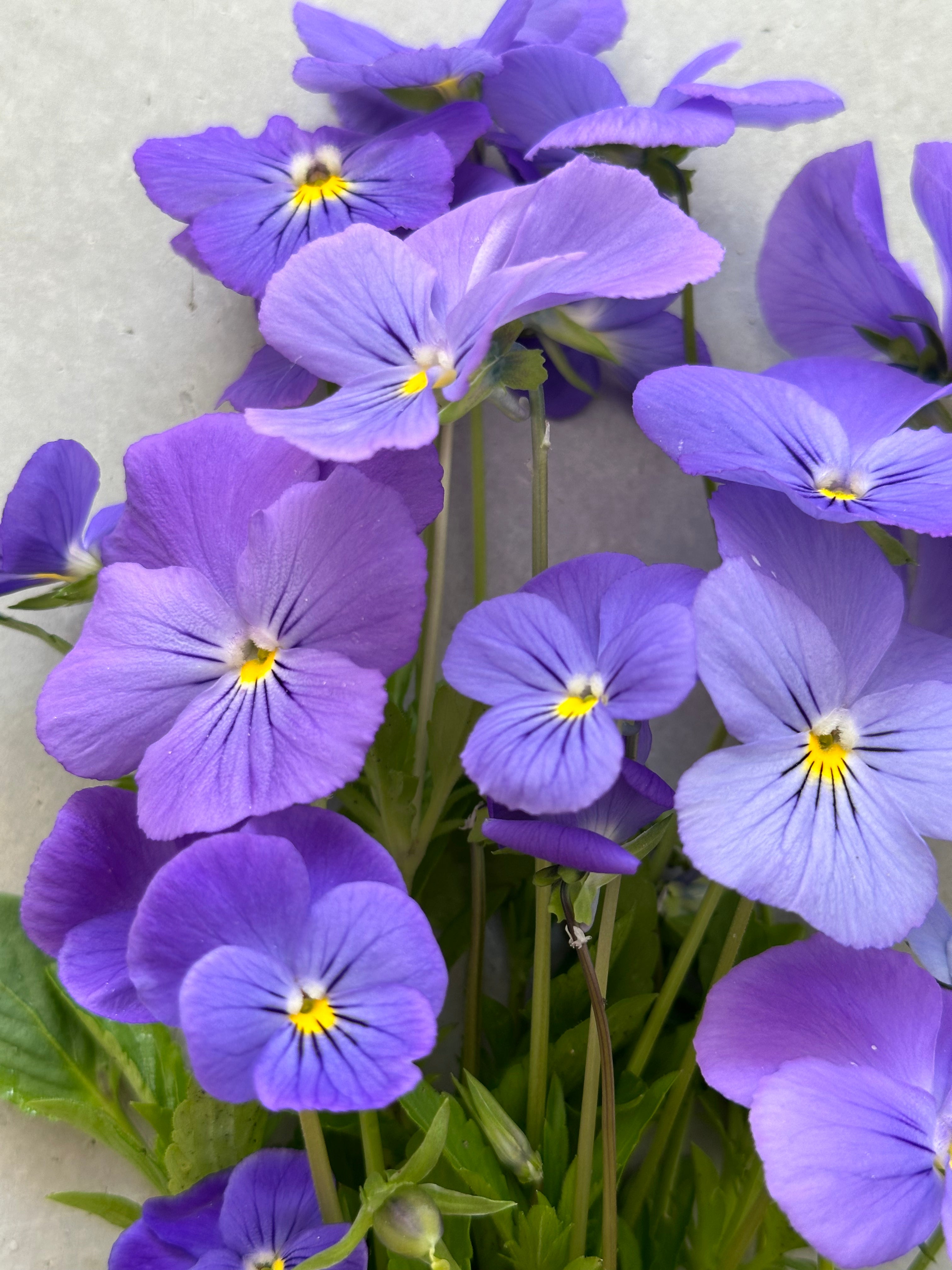 Viola Blue Perfection