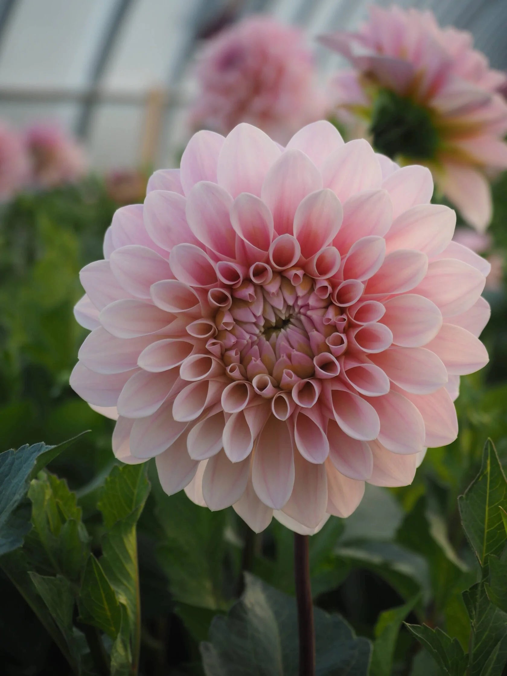 Dahlia Sweet Nathalie