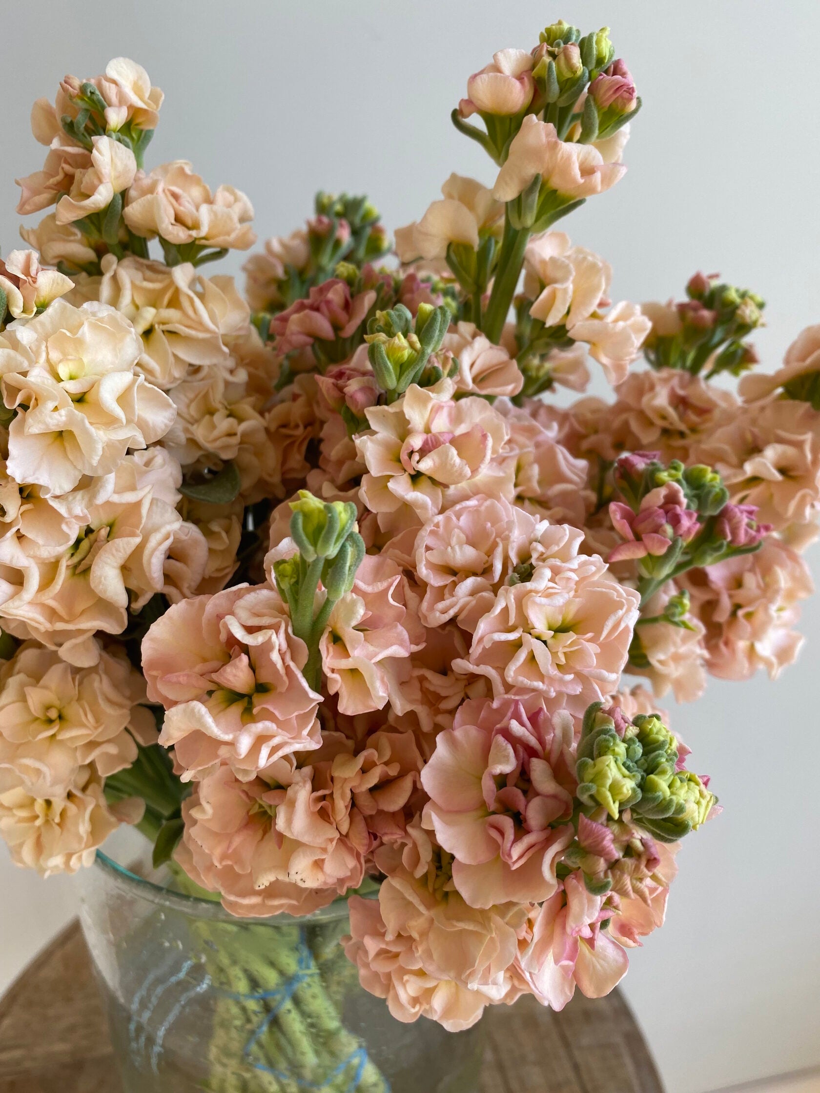 Matthiola Katz Apricot